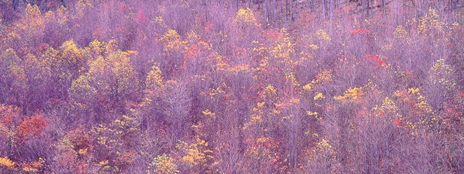 Christopher Burkett "Appalachian Embers," West Virginia Cibachrome Photograph Available in 13" x 33", 20" x 50", and 26" x 64"
