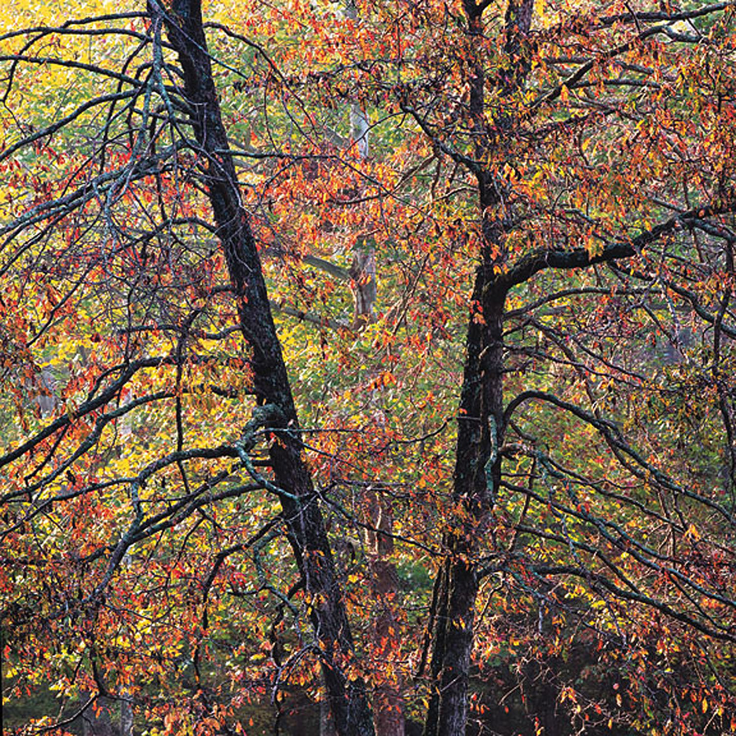 Christopher Burkett "Arboreal Sunrise," Kentucky Cibachrome Photograph Available in 20" x 20", 30" x 30", and 40" x 40"