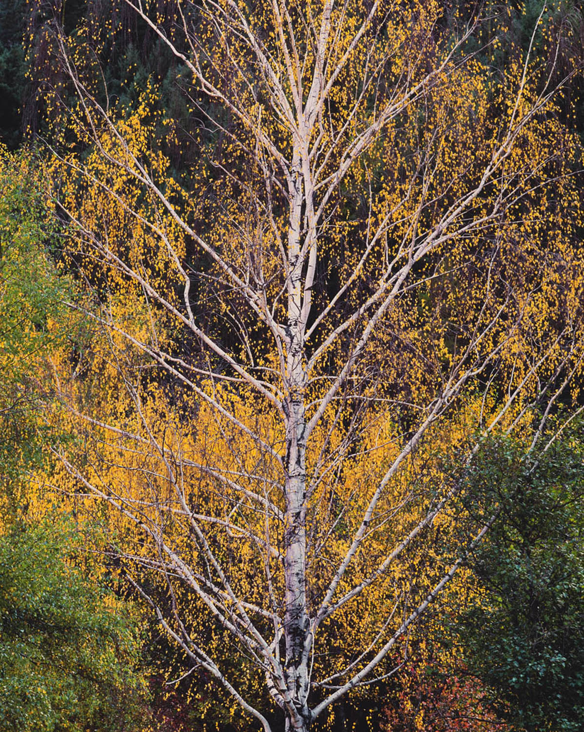 Christopher Burkett "Ascending Autumn Birch," Idaho Cibachrome Photograph Available in 24" x 20", 40" x 30", and 50" x 40"