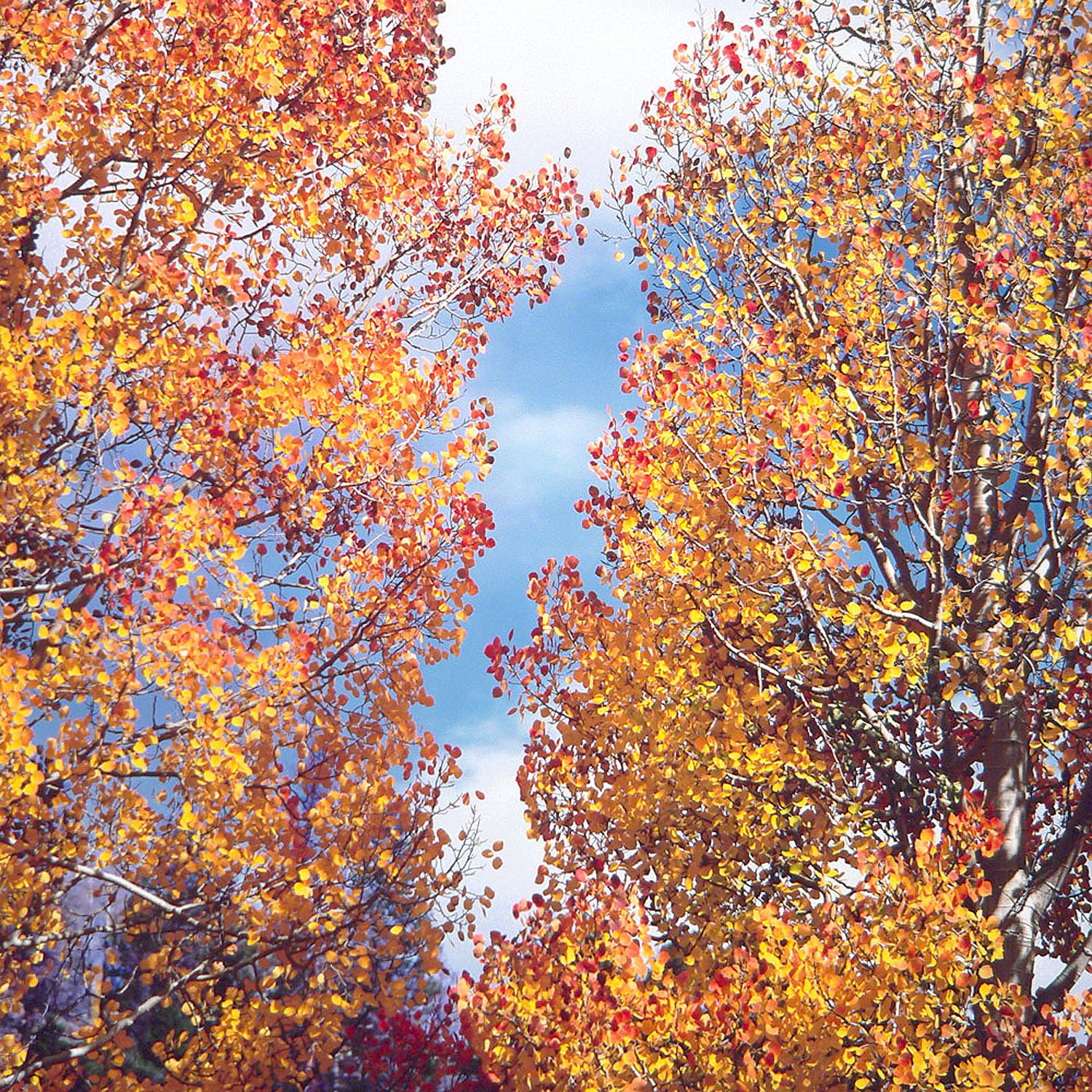 Christopher Burkett "Aspen Duo," Colorado Cibachrome Photograph Available in 20" x 20", 30" x 30", and 40" x 40"