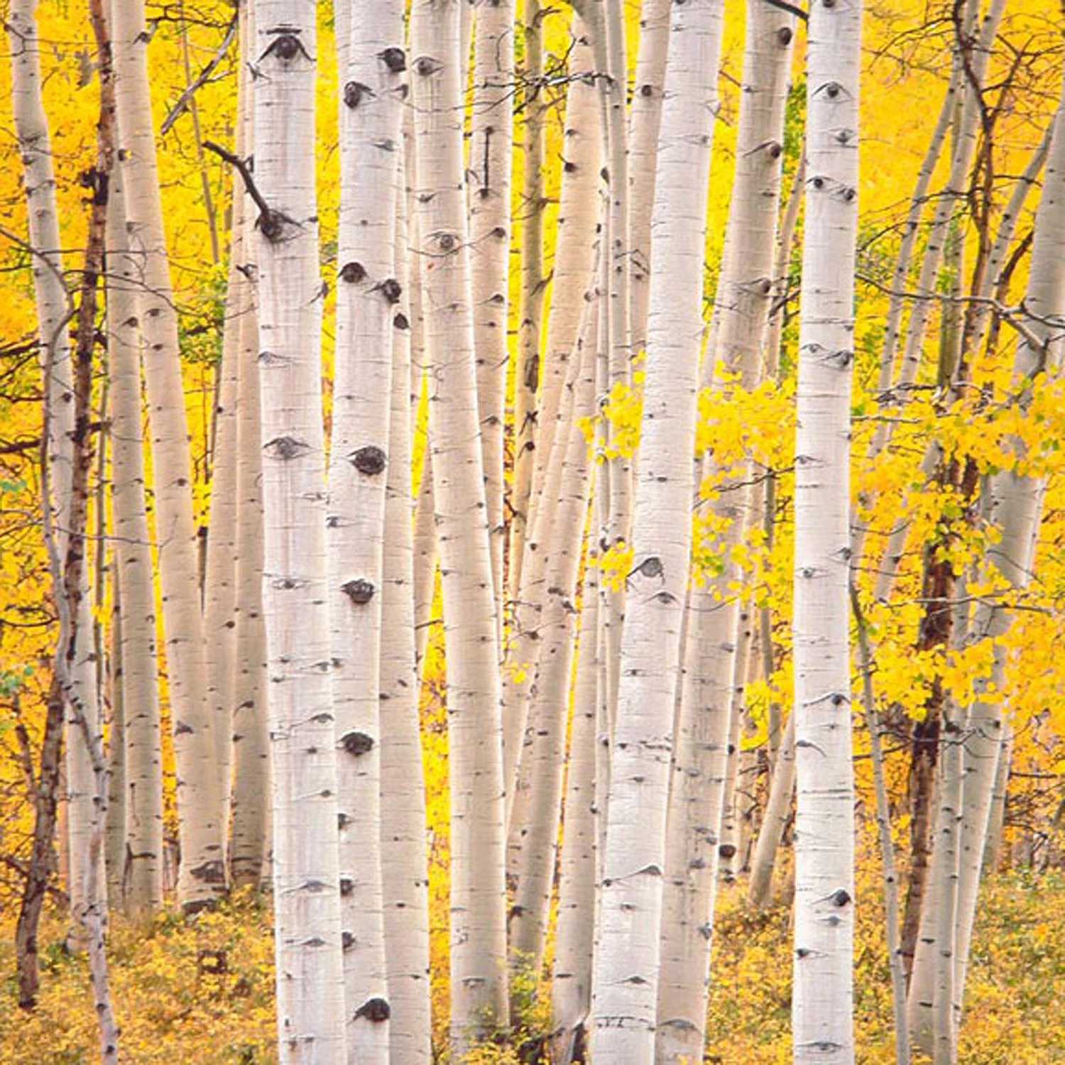 Christopher Burkett "Aspen Glow," Colorado Cibachrome Photograph Available in 20" x 20", 30" x 30", and 40" x 40"