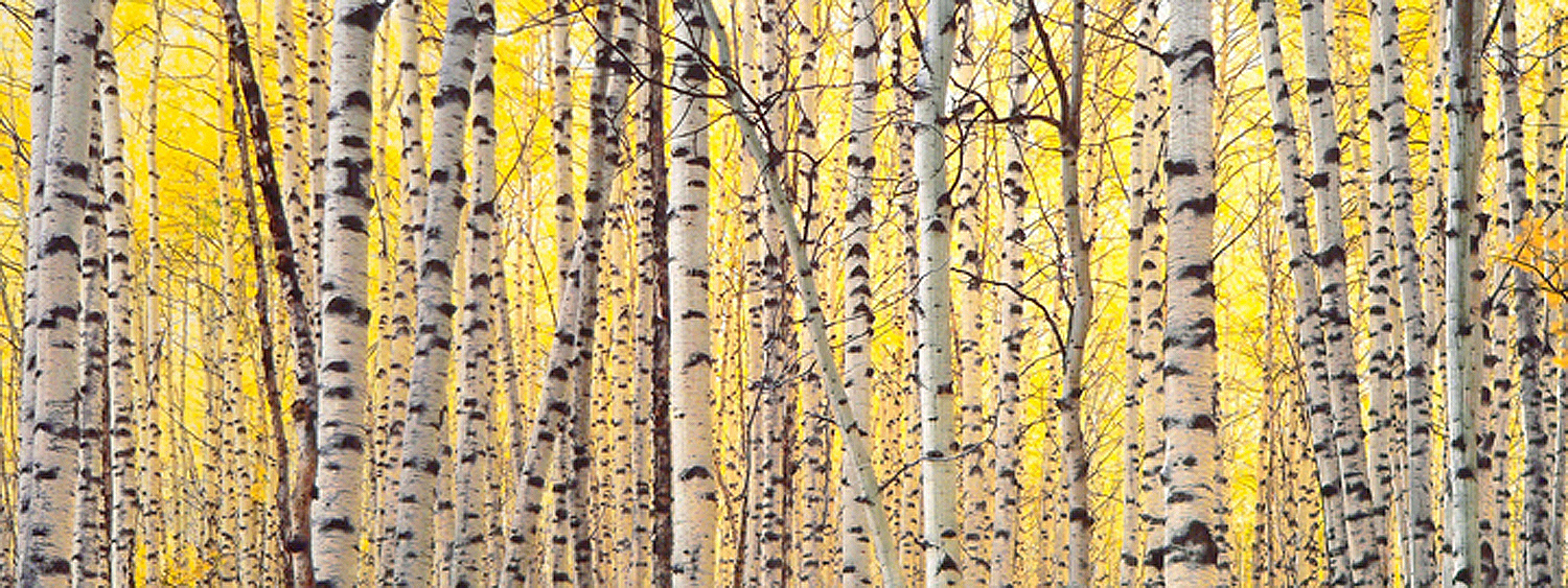 Christopher Burkett "Aspens & Golden Light," West Virginia Cibachrome Photograph Available in 13" x 33", 20" x 50", and 26" x 64"