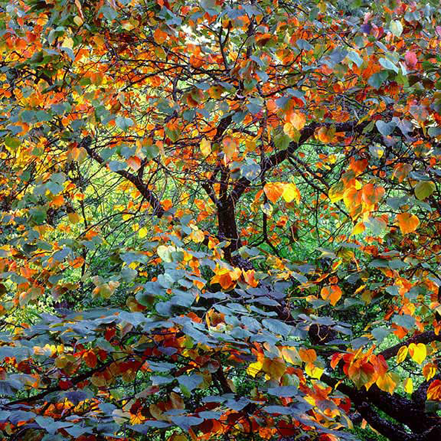 Christopher Burkett "Autumn Circus," Oregon Cibachrome Photograph Available in 20" x 20", 30" x 30", and 40" x 40"