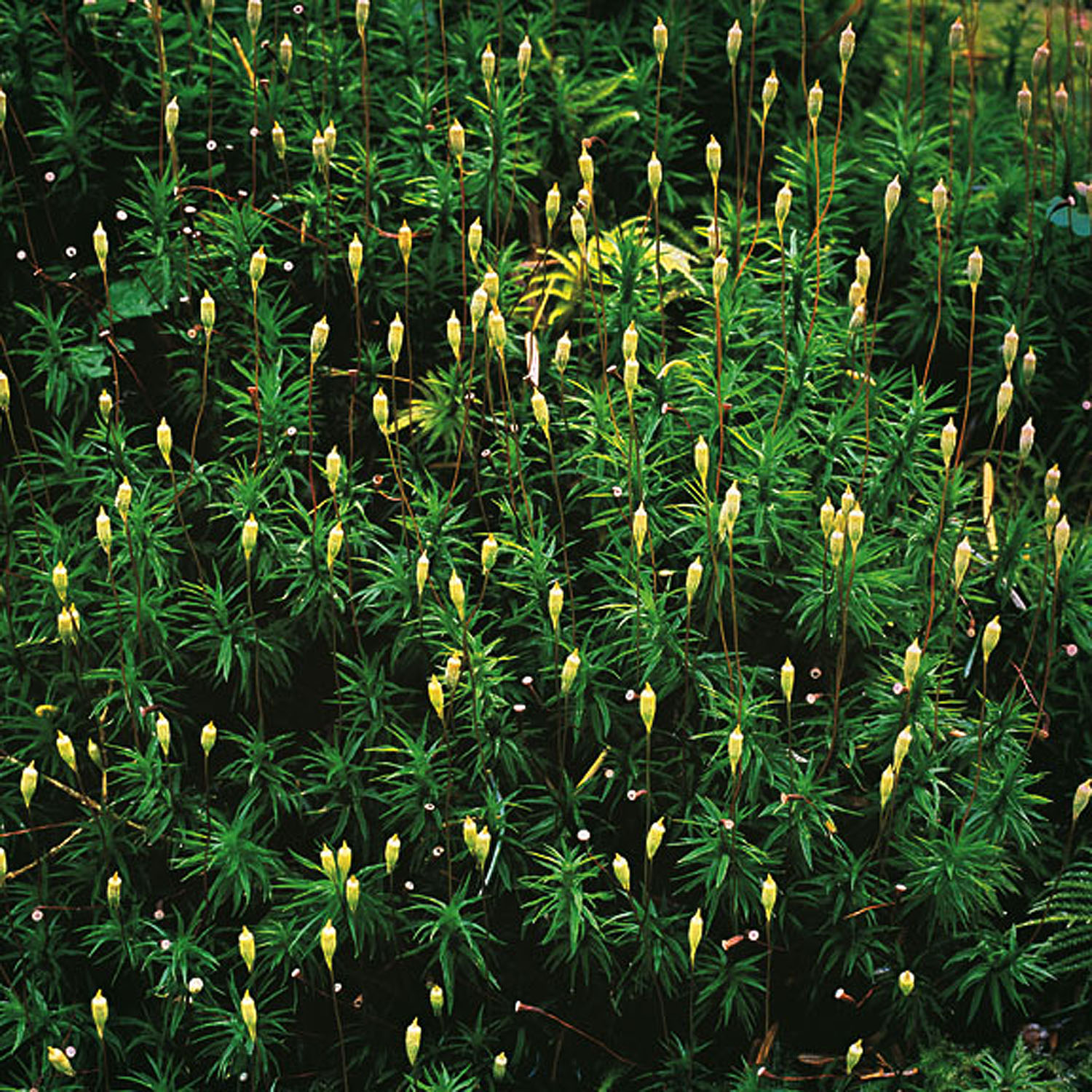 Christopher Burkett "Blooming Mosses," Washington Cibachrome Photograph Available in 20" x 20", 30" x 30", and 40" x 40" 