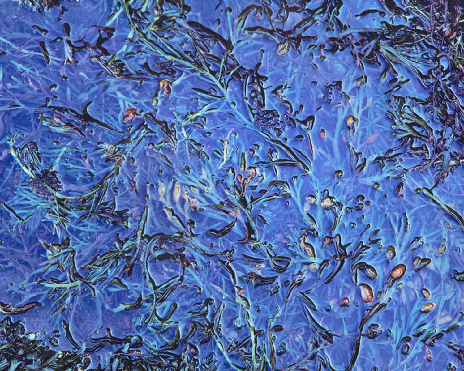 Christopher Burkett "Blue Melange," Maine Cibachrome Photograph Available in 20" x 24", 30" x 40", and 40" x 50" 
