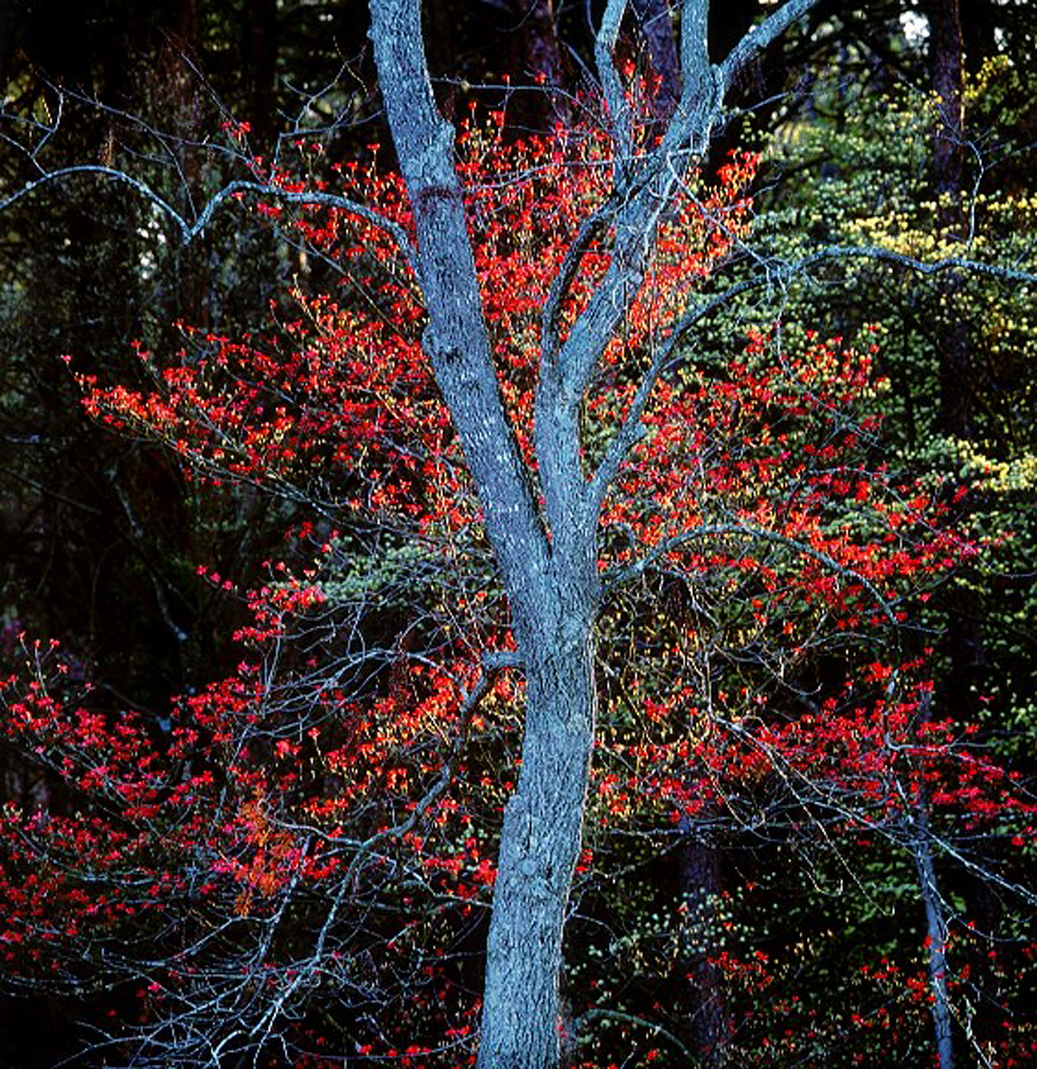 Christopher Burkett "Blue Trunk and Red Dogwoods," Kentucky Cibachrome Photograph Available in 20" x 20", 30" x 30", and 40" x 40" 