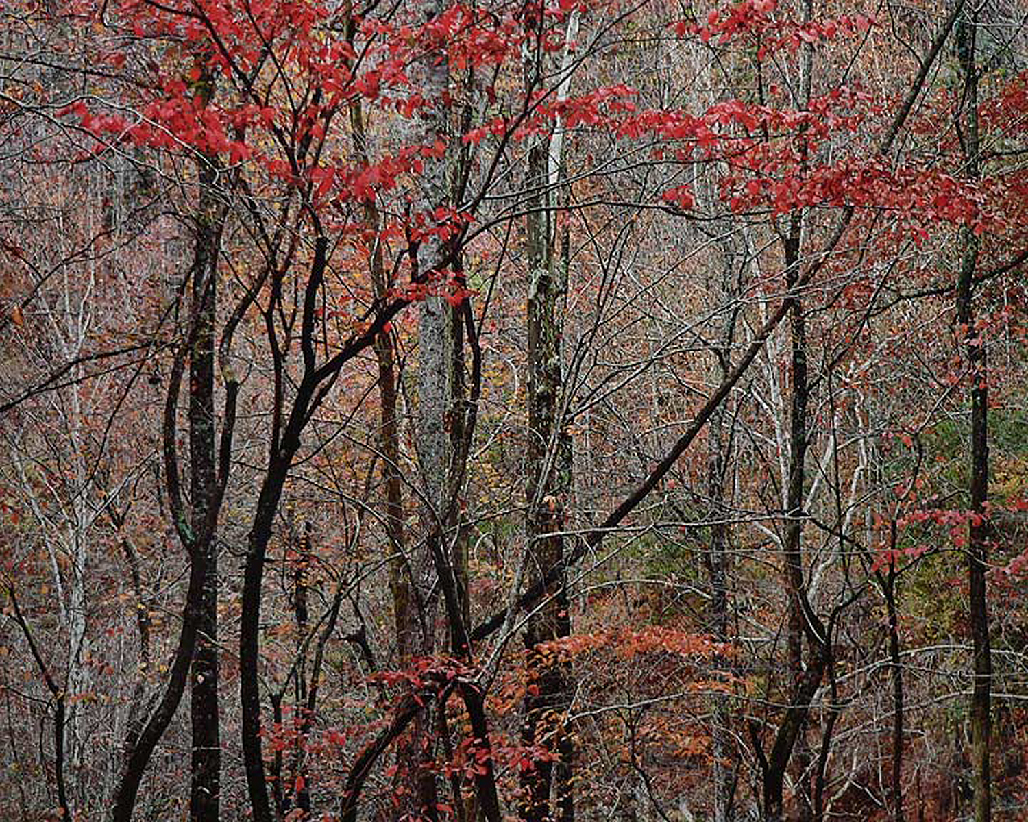 Christopher Burkett "Bold Autumn Forest," Tennessee Cibachrome Photograph Available in 20" x 24", 30" x 40", and 40" x 50" 