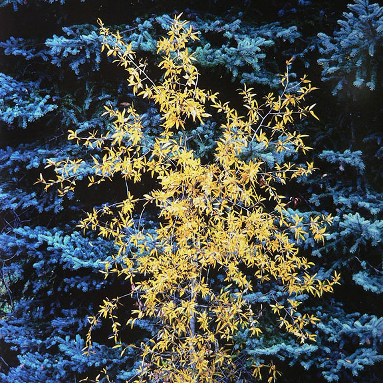 Christopher Burkett "Bright Young Cottonwood," Colorado Cibachrome Photograph Available in 20" x 20", 30" x 30", and 40" x 40" 