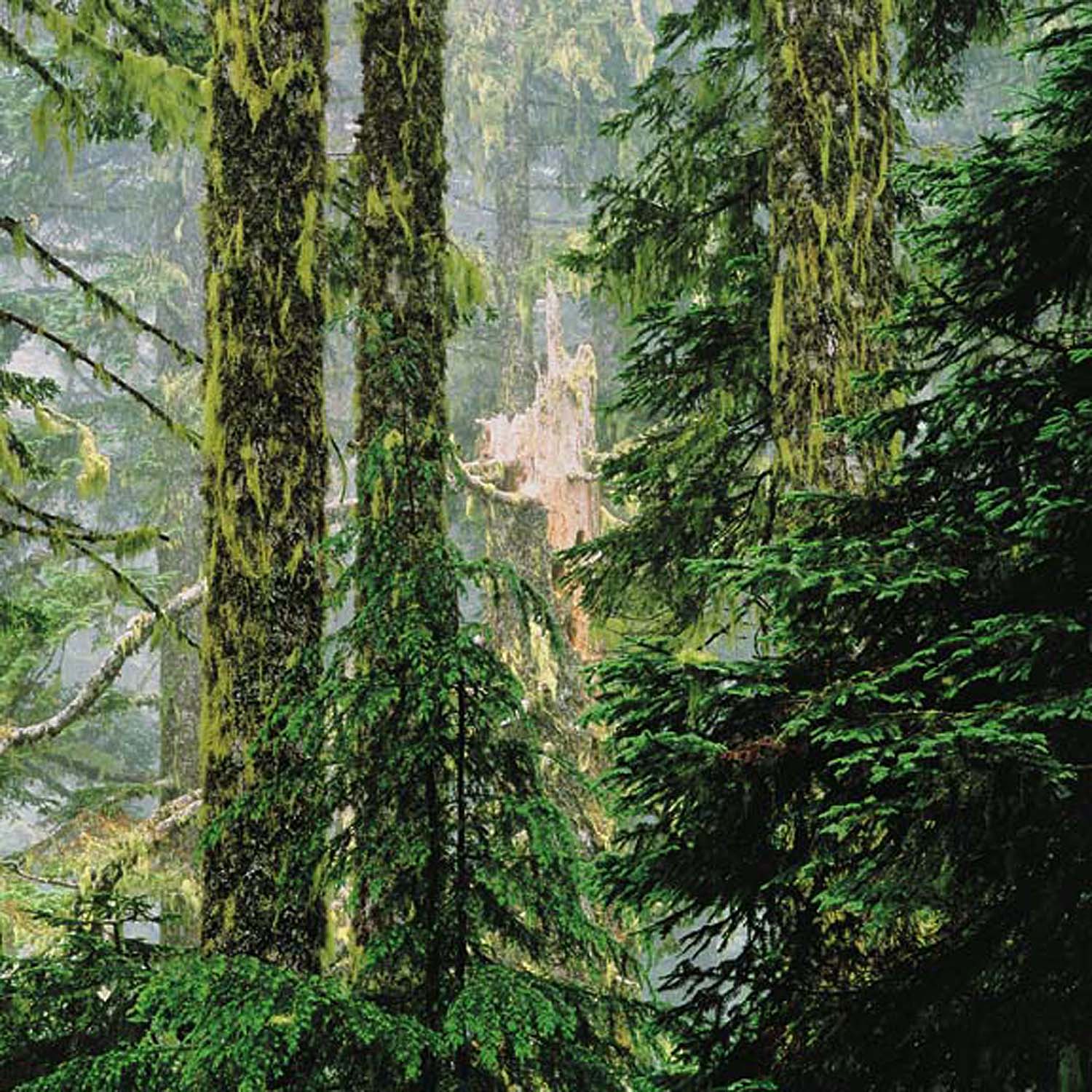 Christopher Burkett "Broken Fir Forest," Oregon Cibachrome Photograph Available in 20" x 20", 30" x 30", and 40" x 40" 