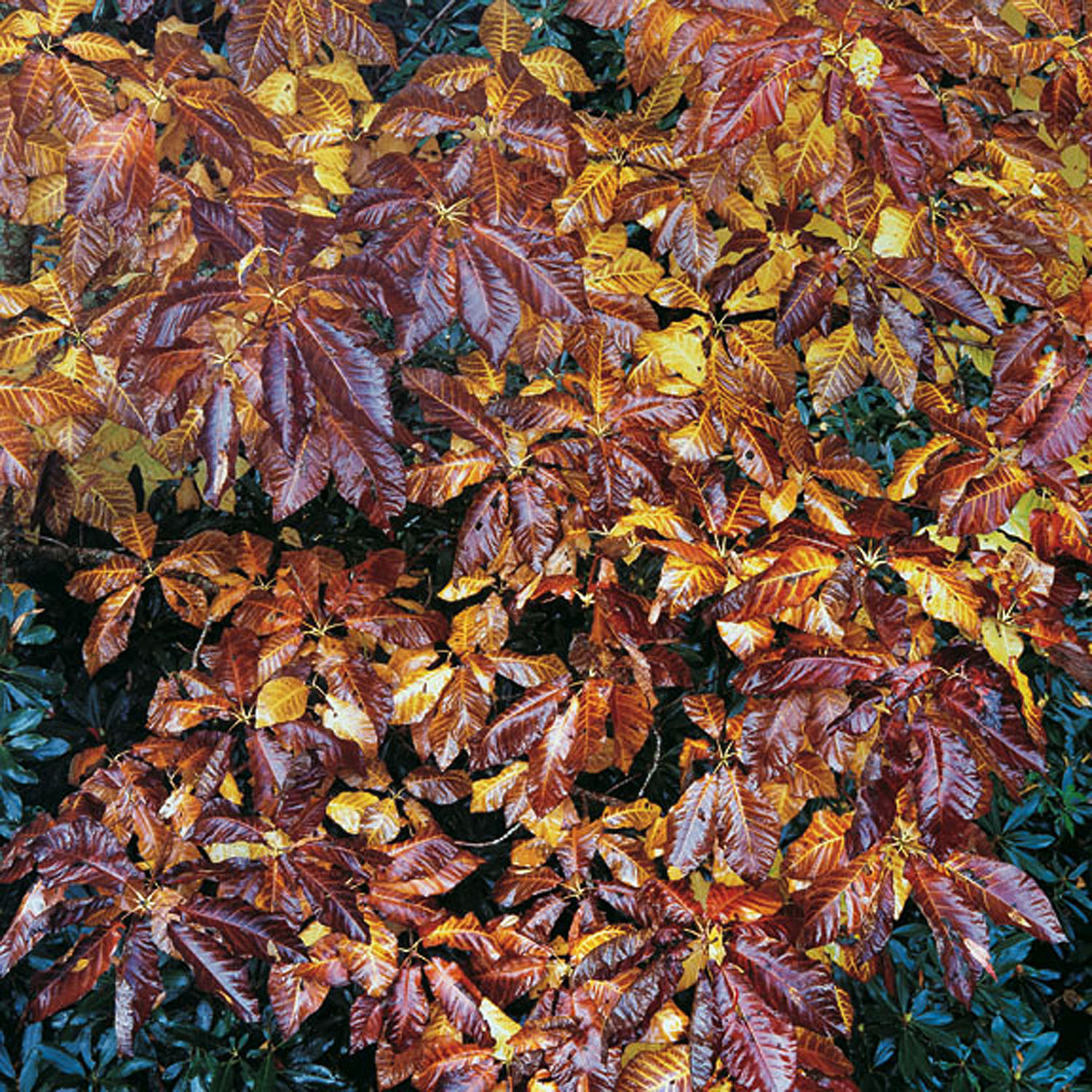 Christopher Burkett "Bronzed Buckeye Leaves," North Carolina Cibachrome Photograph Available in 20" x 20", 30" x 30", and 40" x 40" 