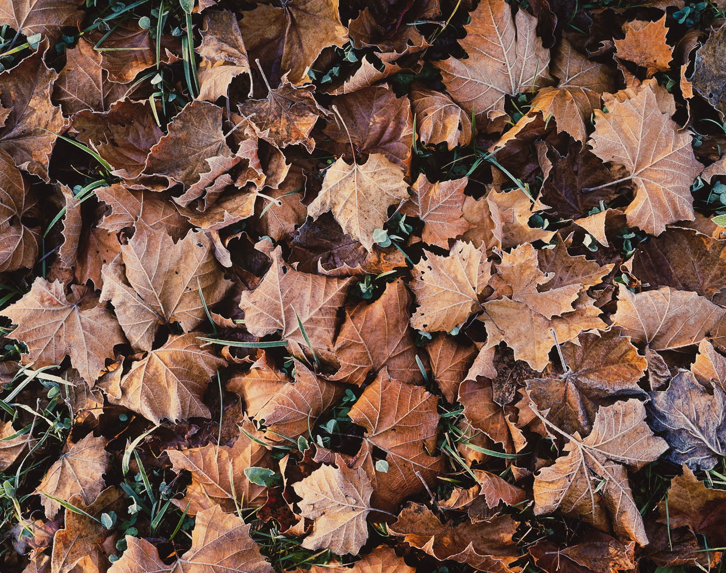 Christopher Burkett "Brown Leaves and Frost," North Carolina Cibachrome Photograph Available in 20" x 24", 30" x 40", and 40" x 50" 