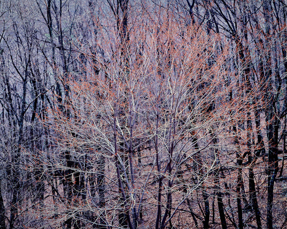 Christopher Burkett "Budding Silver Maple," New York Cibachrome Photograph Available in 20" x 24", 30" x 40", and 40" x 50" 