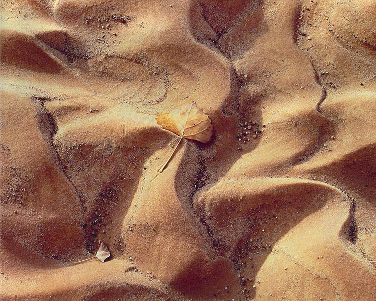 Christopher Burkett "Burnished Leaf and Sand," Utah Cibachrome Photograph Available in 20" x 24", 30" x 40", and 40" x 50" 
