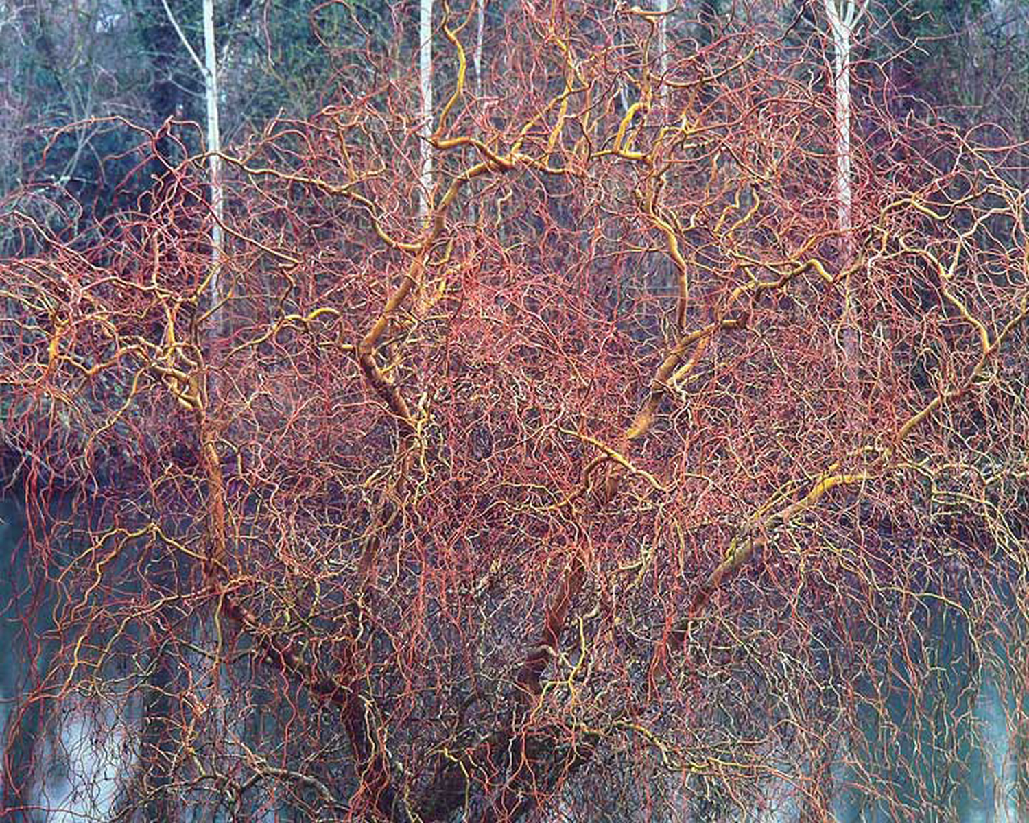 Christopher Burkett "Byzantine Willow," Oregon Cibachrome Photograph Available in 20" x 24", 30" x 40", and 40" x 50" 