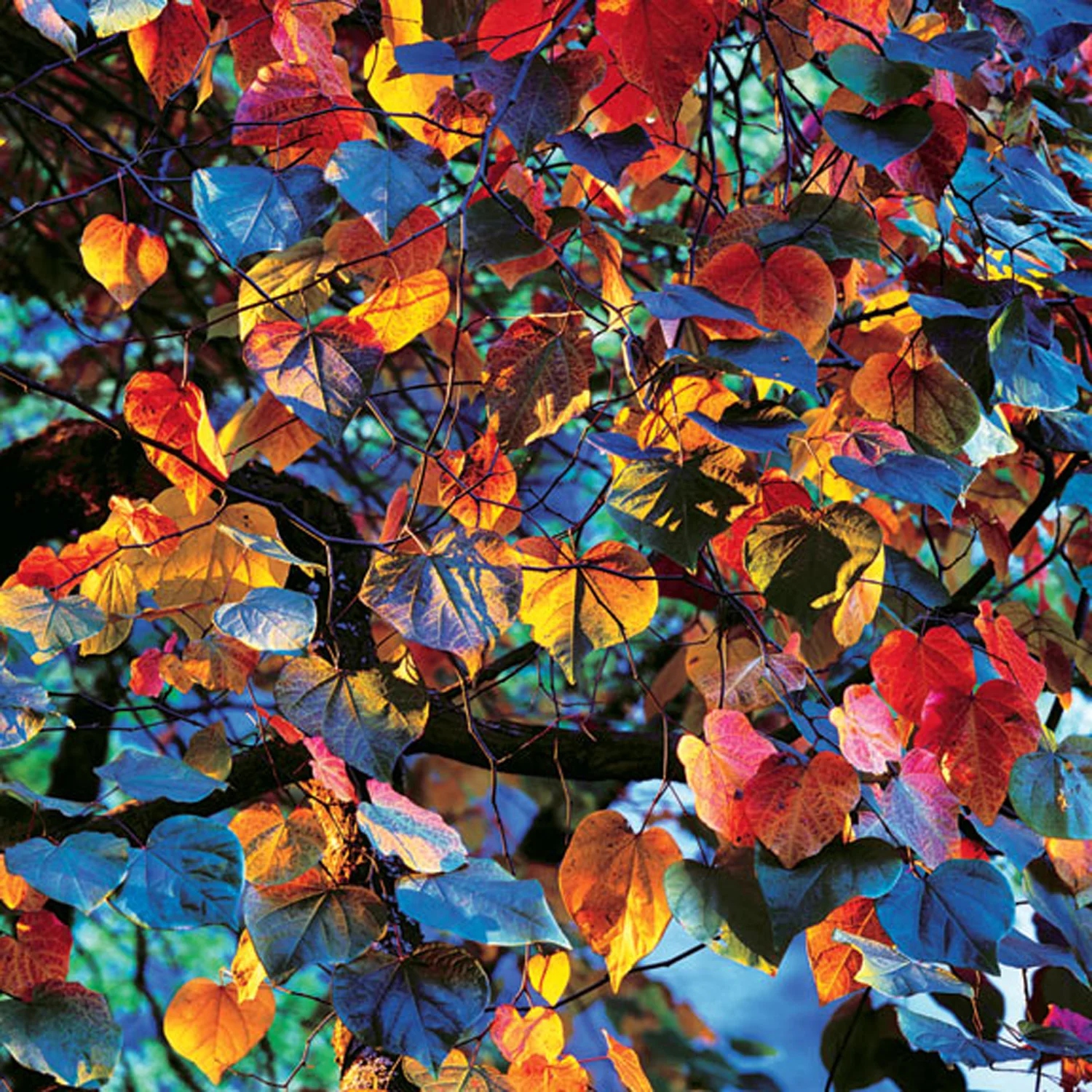 Christopher Burkett "Resplendent Leaves at Sunset," Oregon Cibachrome Photograph Available in 20" x 20", 30" x 30", and 40" x 40"