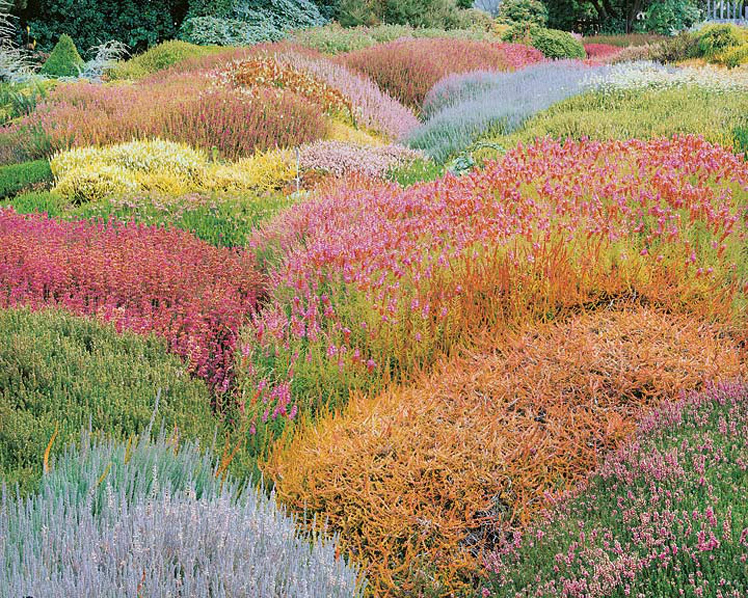 Christopher Burkett "Summer Heather Garden," California Cibachrome Photograph Available in 20" x 24", 30" x 40", and 40" x 50"