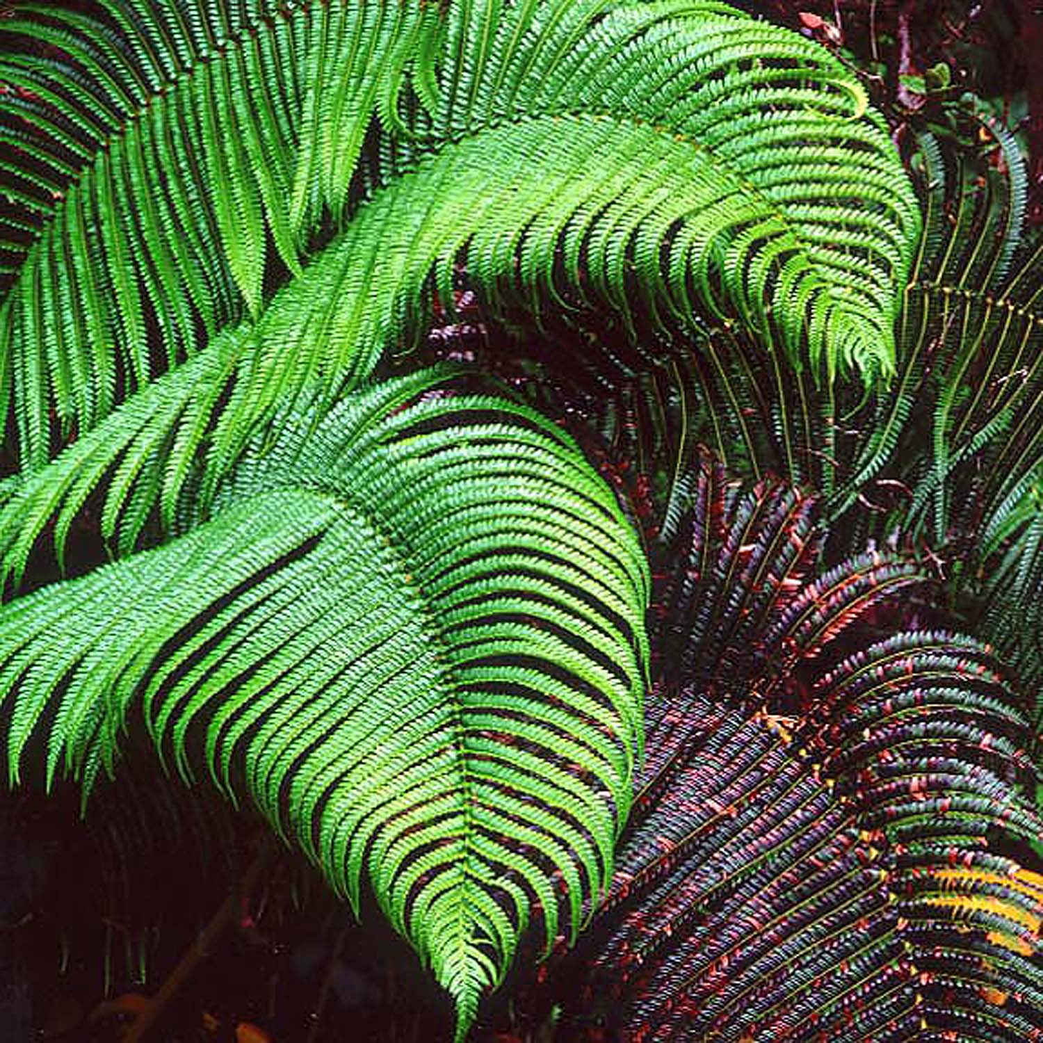 Christopher Burkett " Cascading Ferns," Hawaii Cibachrome Photograph Available in 20" x 20", 30" x 30", and 40" x 40" 
