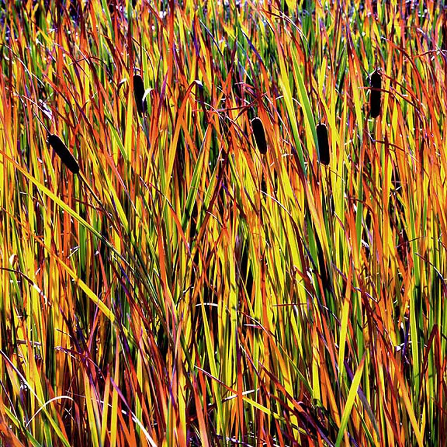 Christopher Burkett "Cattail Fiesta," South Dakota Cibachrome Photograph Available in 20" x 20", 30" x 30", and 40" x 40" 