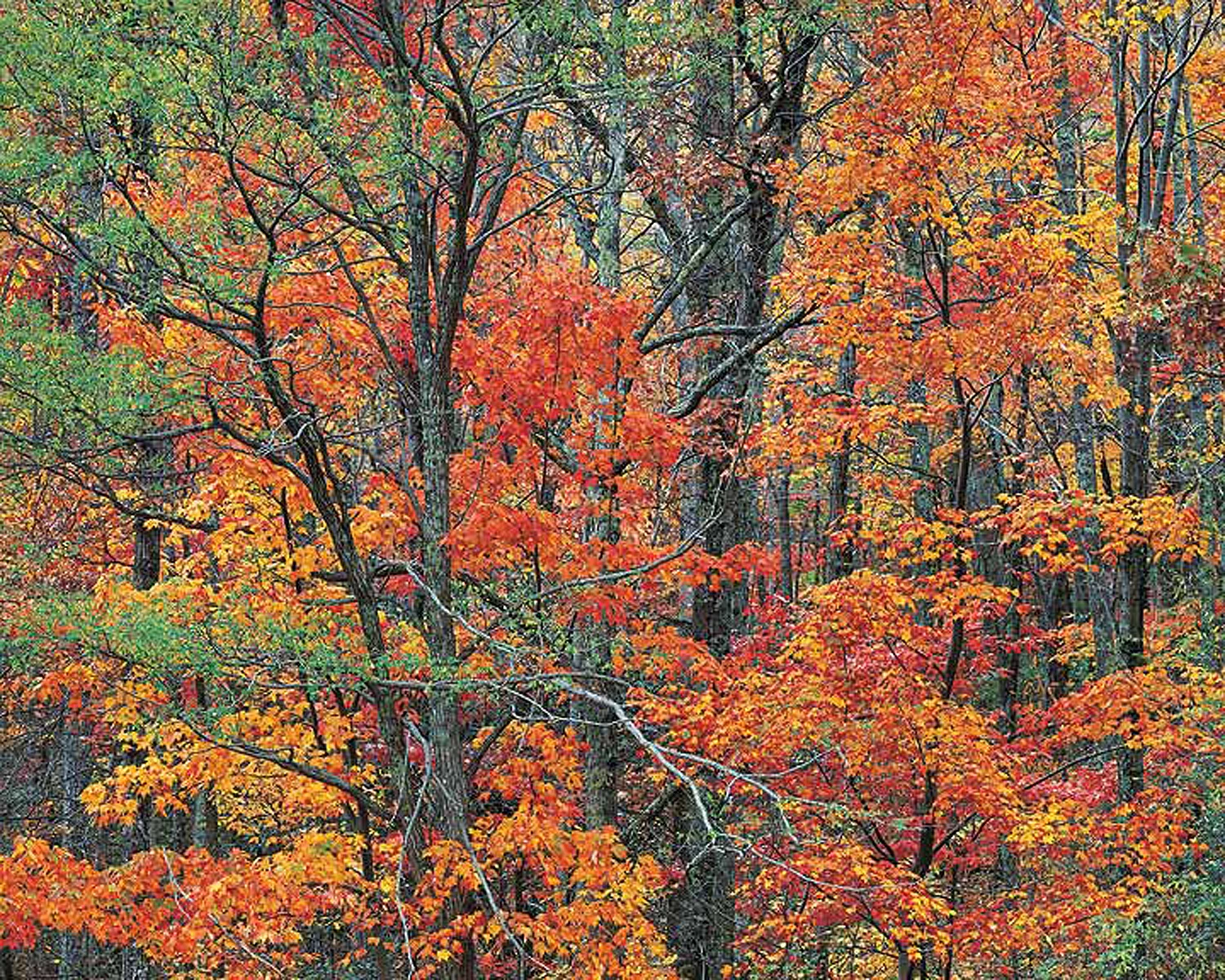 Christopher Burkett "Cherokee Autumn Forest," Tennessee Cibachrome Photograph Available in 20" x 24", 30" x 40", and 40" x 50" 