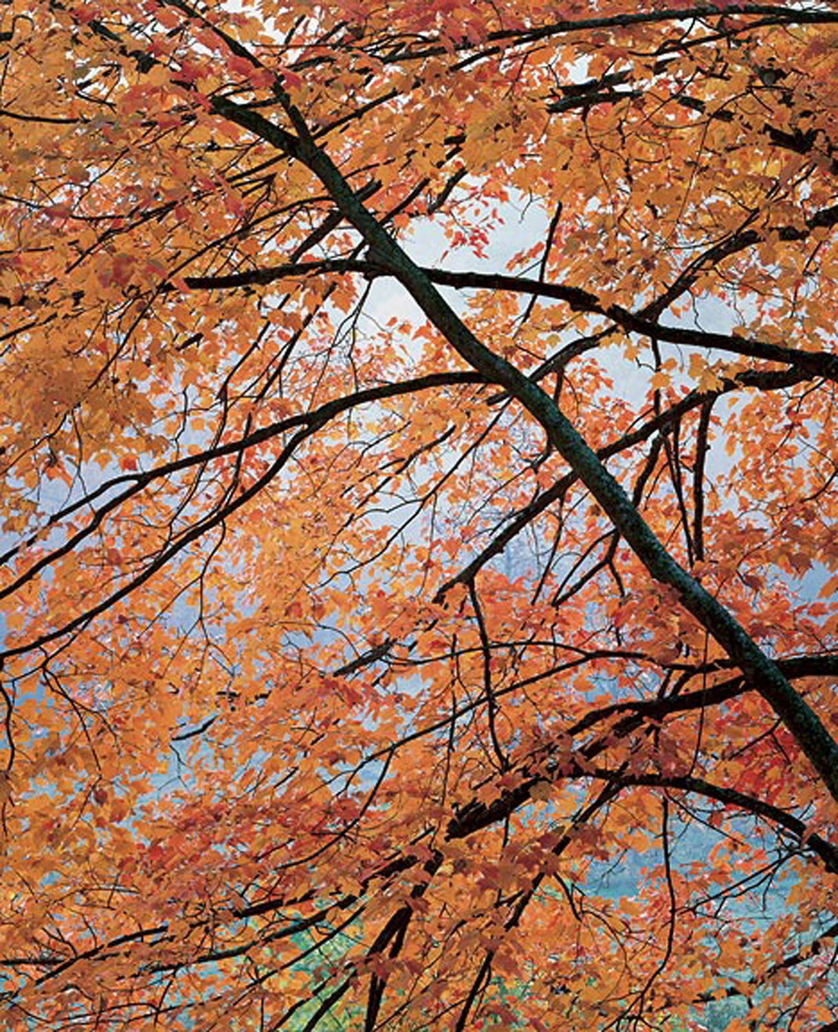Christopher Burkett "Churchyard Maple," North Carolina Cibachrome Photograph Available in 20" x 24", 30" x 40", and 40" x 50" 