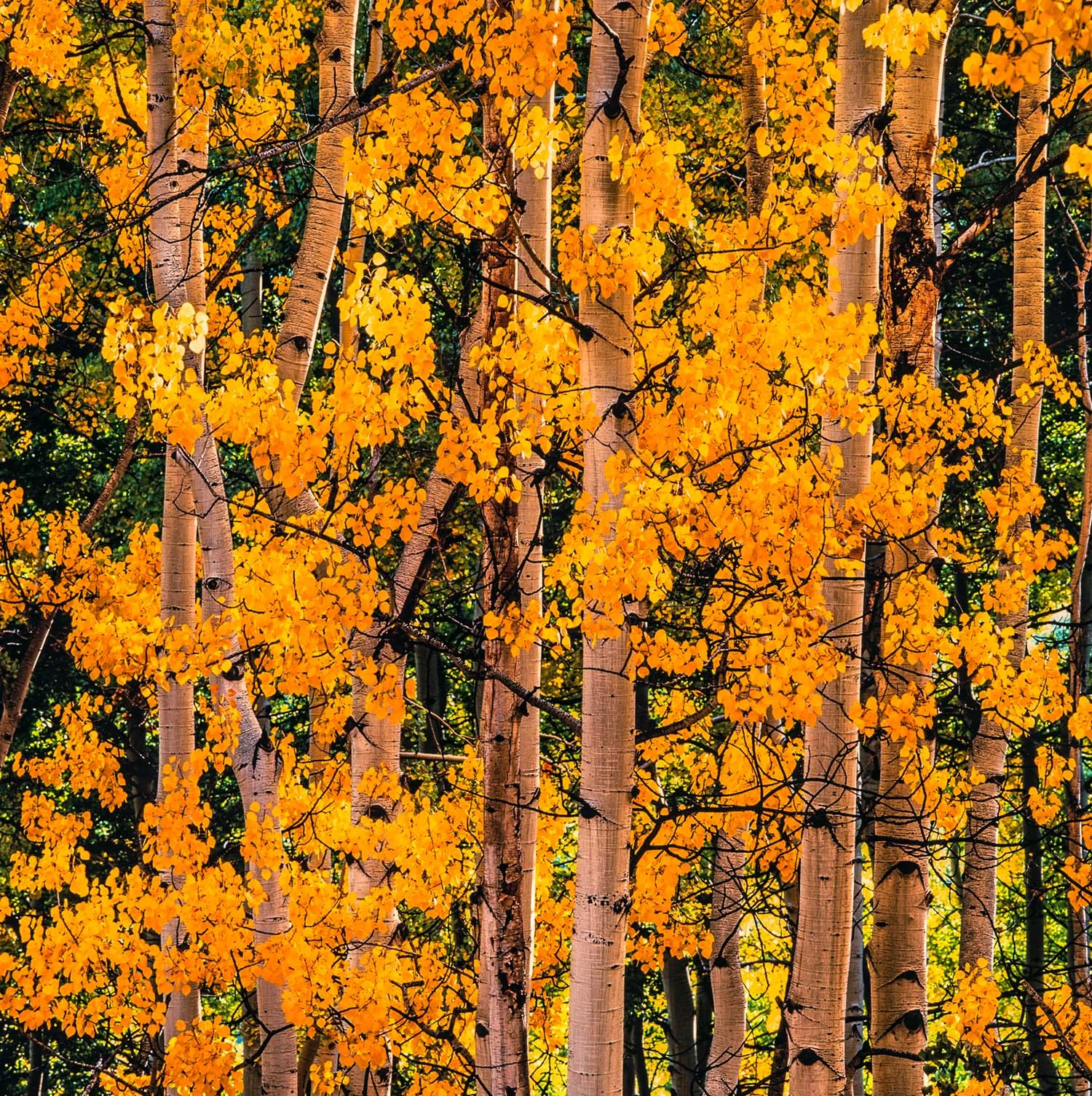 Christopher Burkett "Cheerful Aspens" Tennessee Cibachrome Photograph Available in 20" x 20", 30" x 30", and 40" x 40" 
