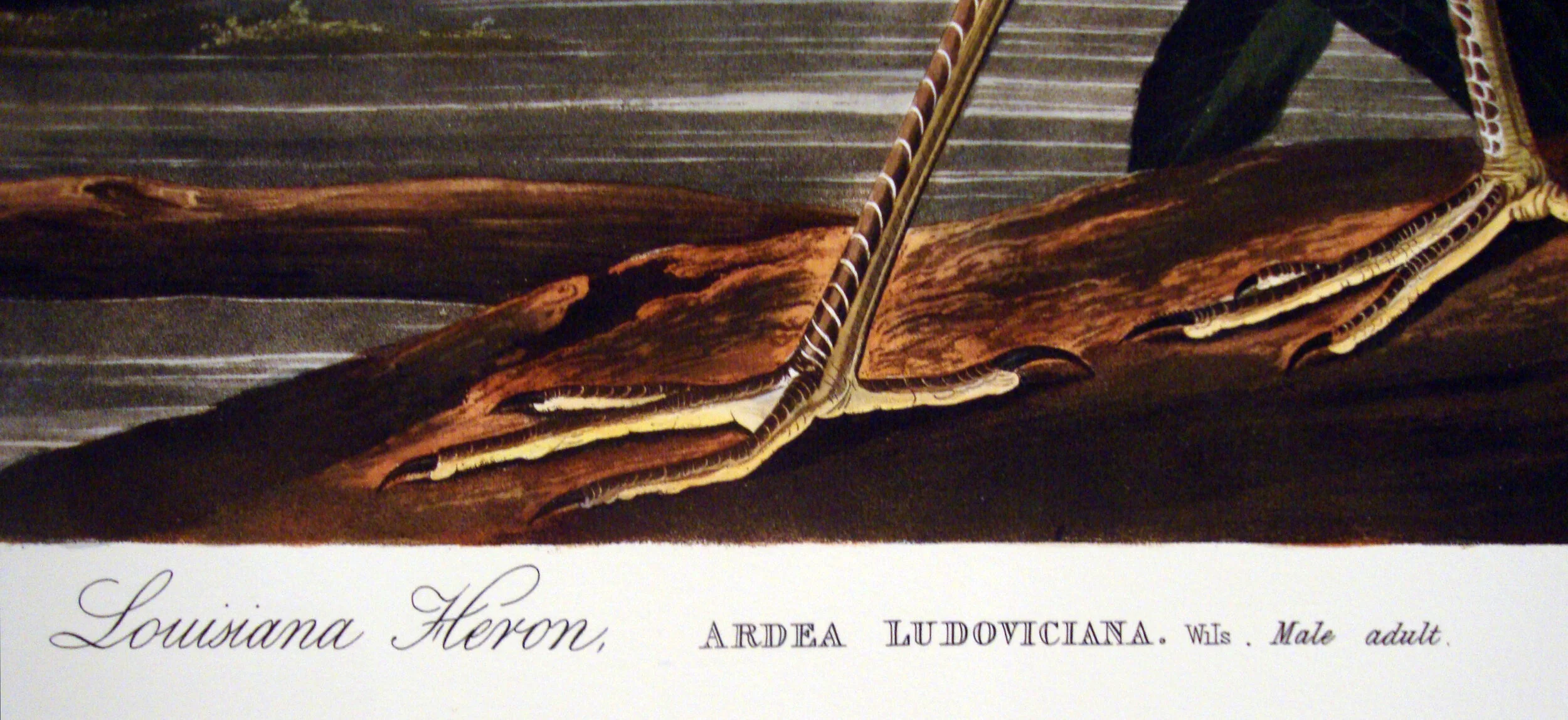 Louisiana Heron John James Audubon Michael Ingbar Gallery