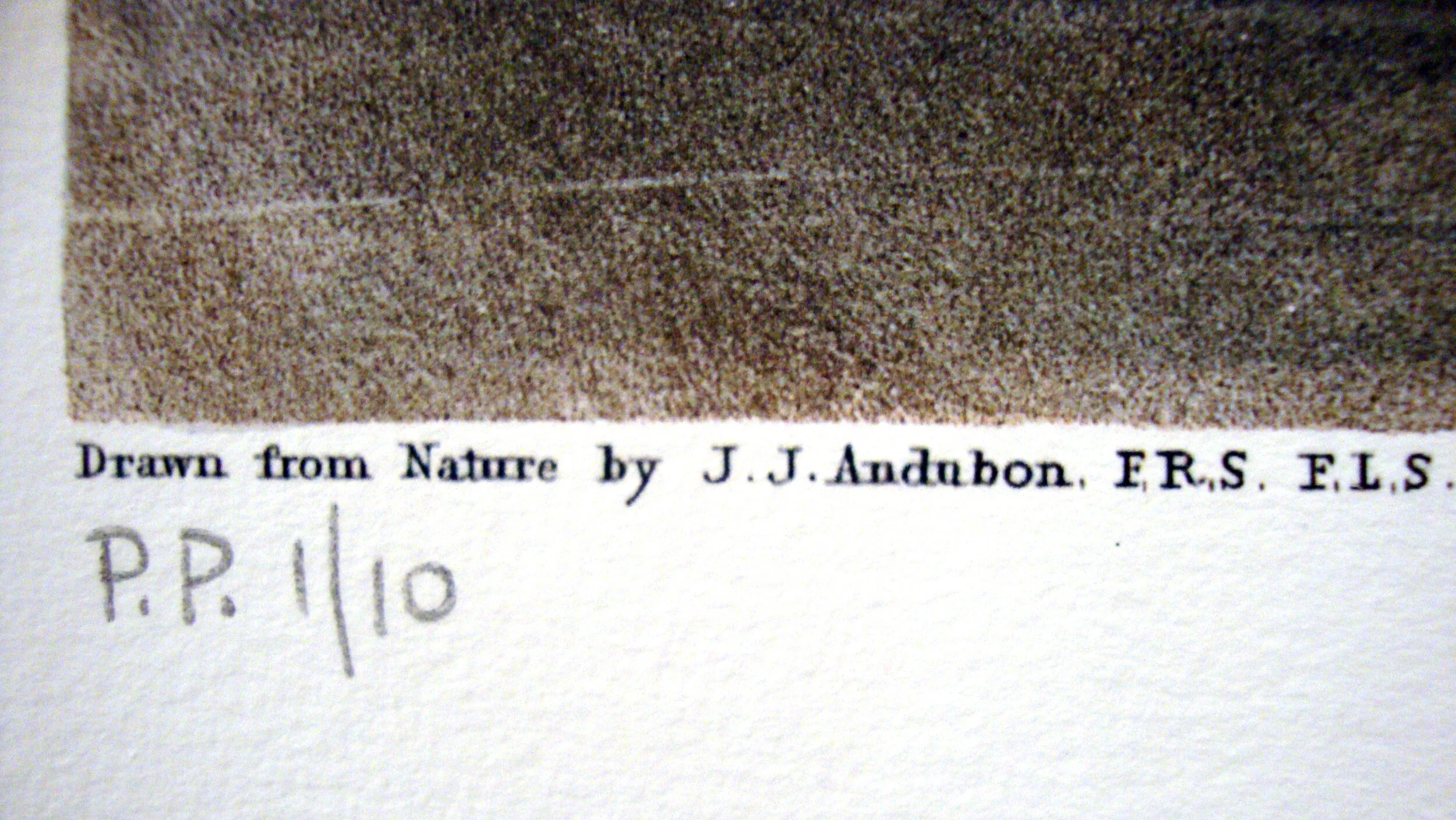 Louisiana Heron John James Audubon Michael Ingbar Gallery