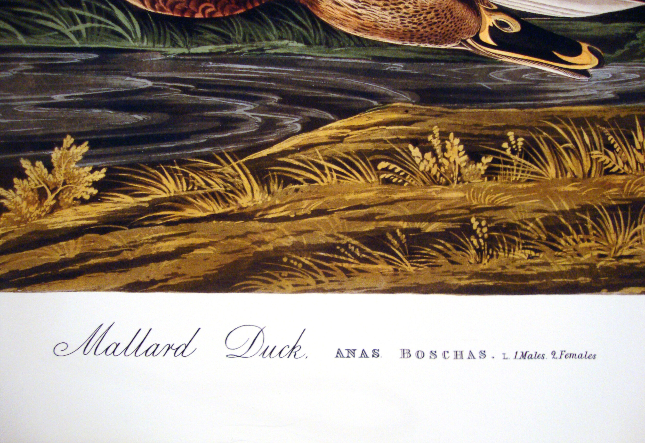 Mallard Duck John James Audubon Michael Ingbar Gallery