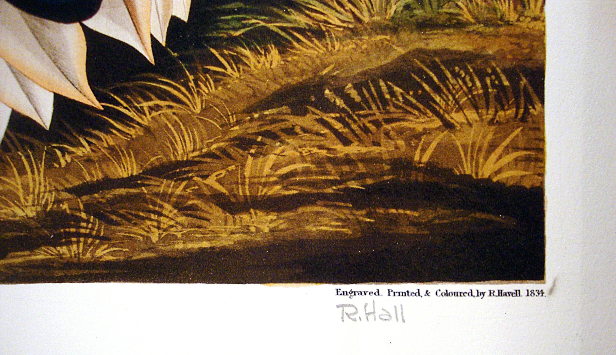 Mallard Duck John James Audubon Michael Ingbar Gallery