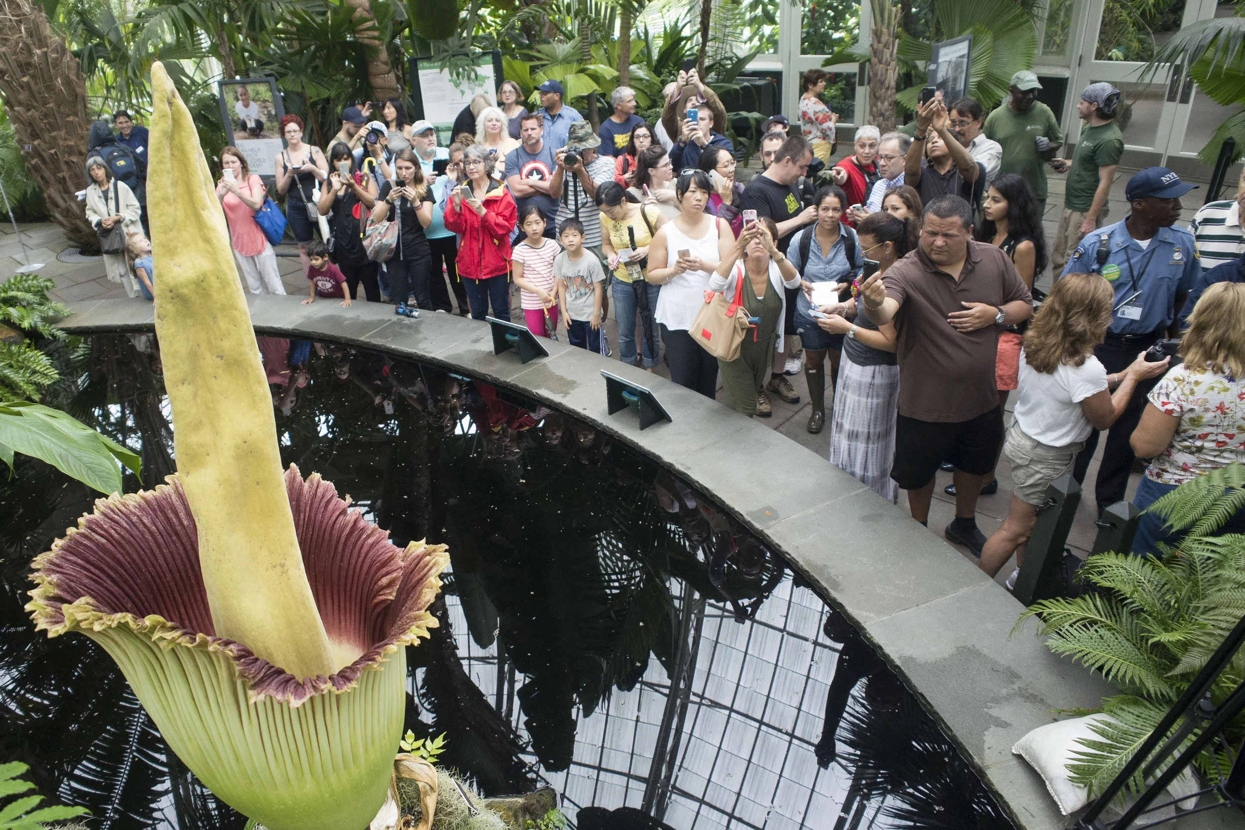 Corpse Flower 