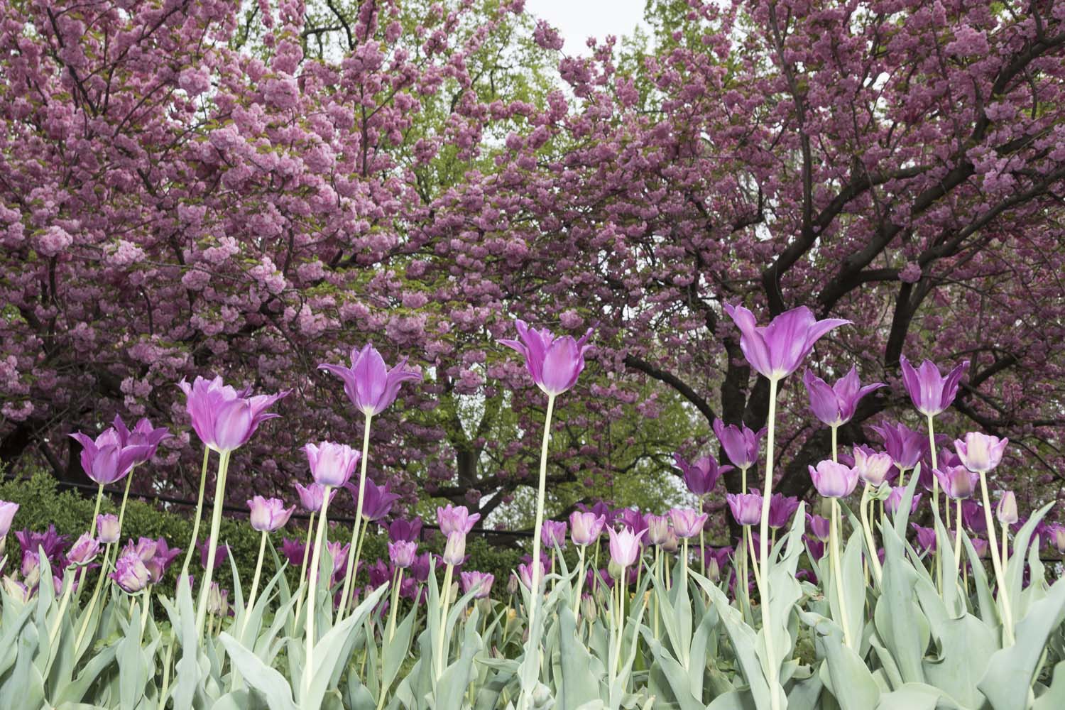 Flower Photo Tulips