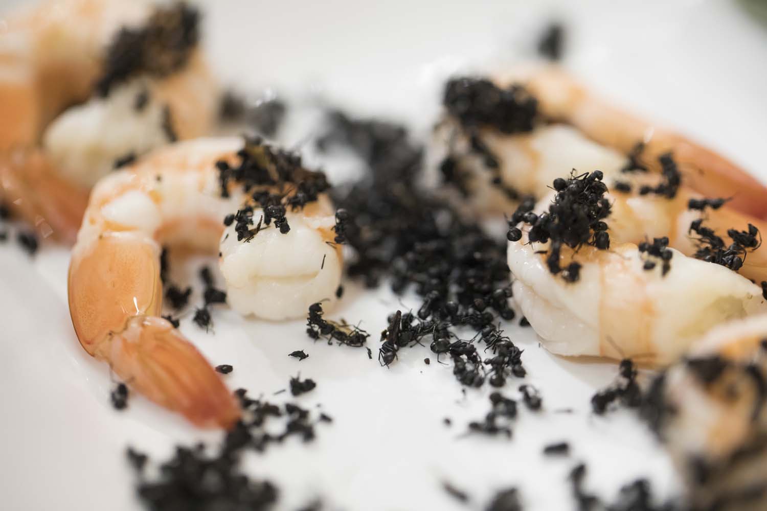 Edible Ants on Shrimp