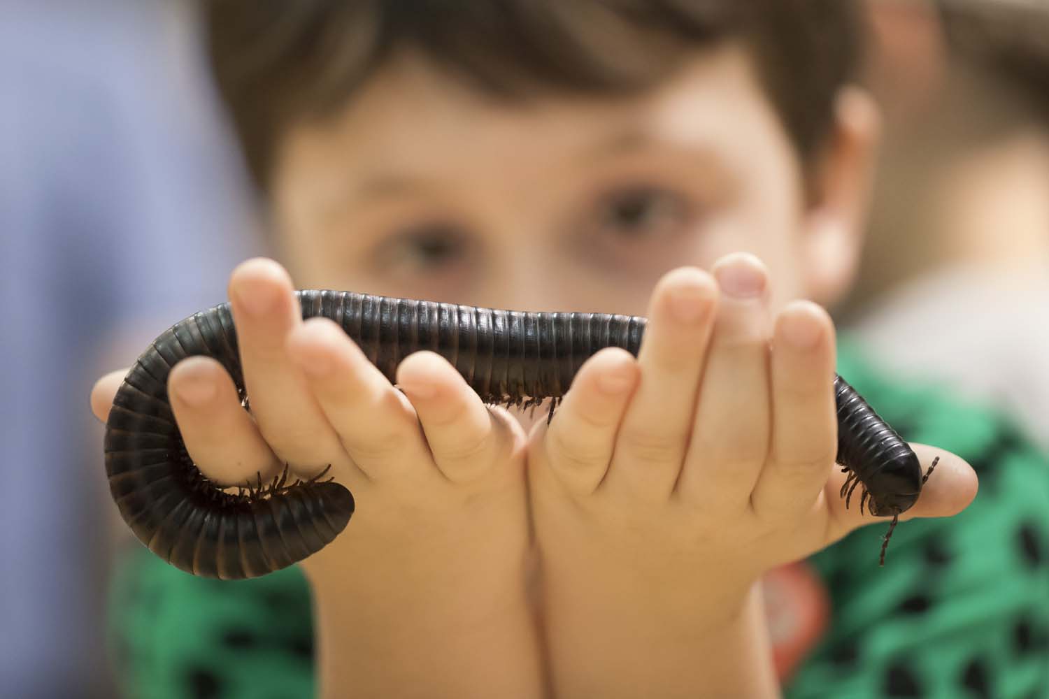 Giant Millipede