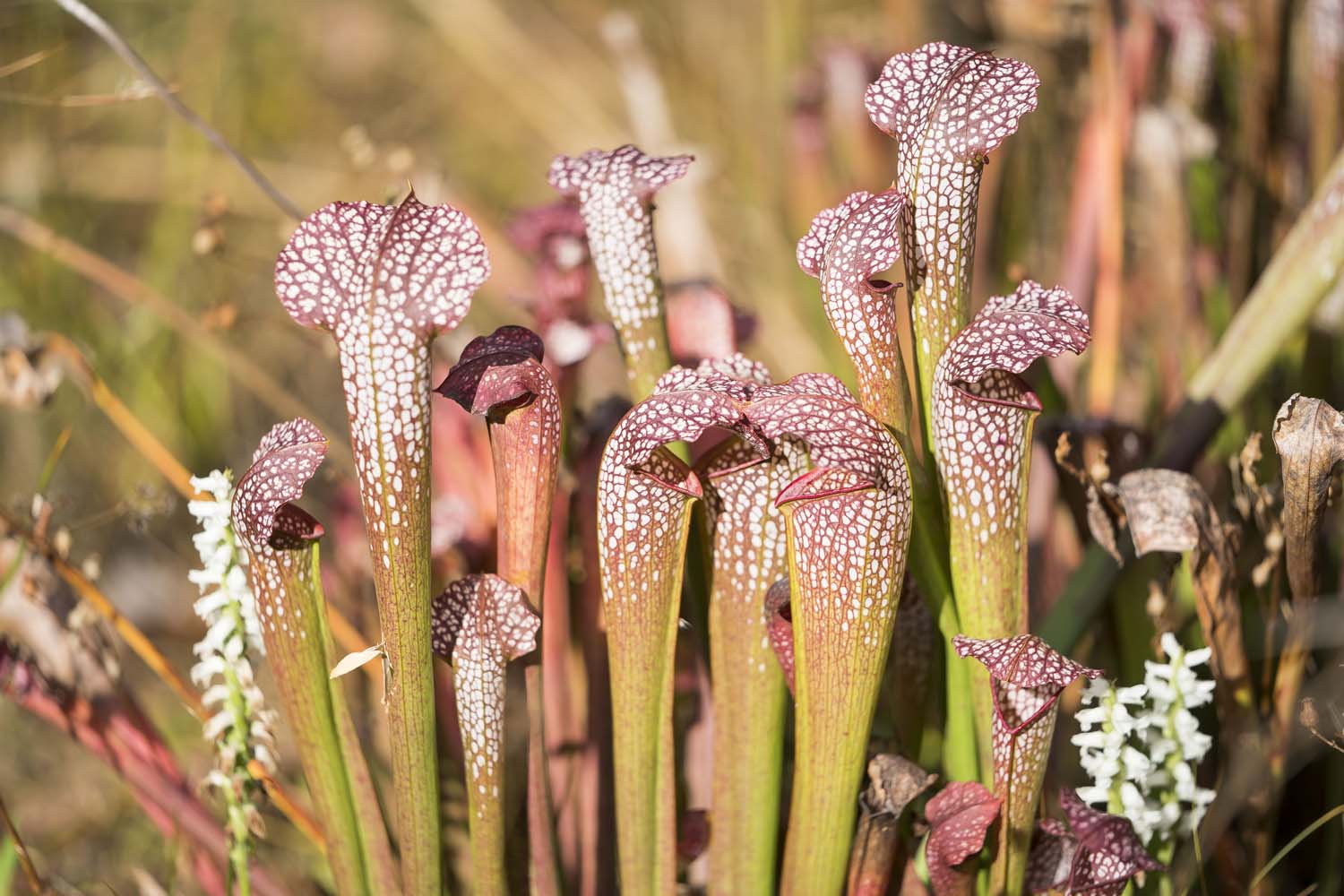 NYBG-Photographer_0749.jpg