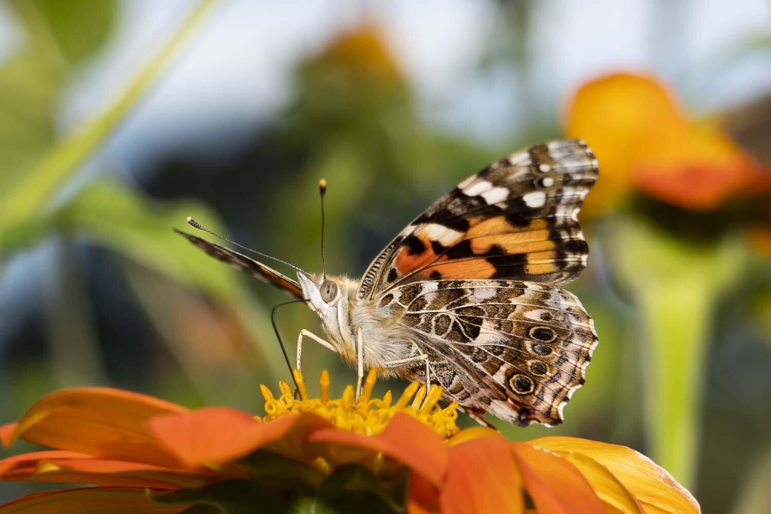 NYBG_Photographer_064.JPG