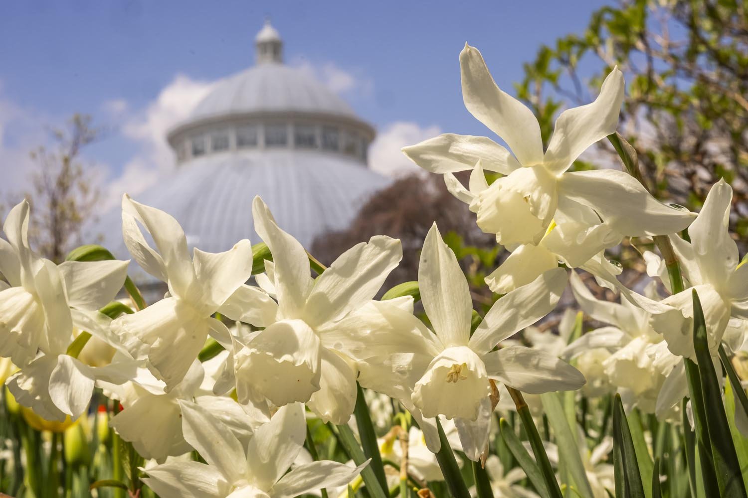 NYBG_Photographer_NYC_342.JPG