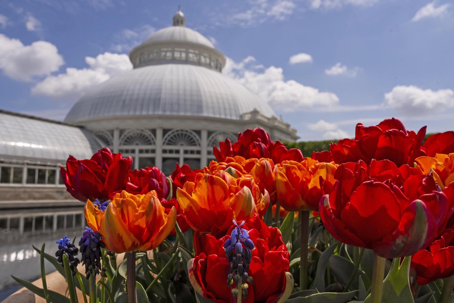 NYBG_Photographer_NYC_346.JPG