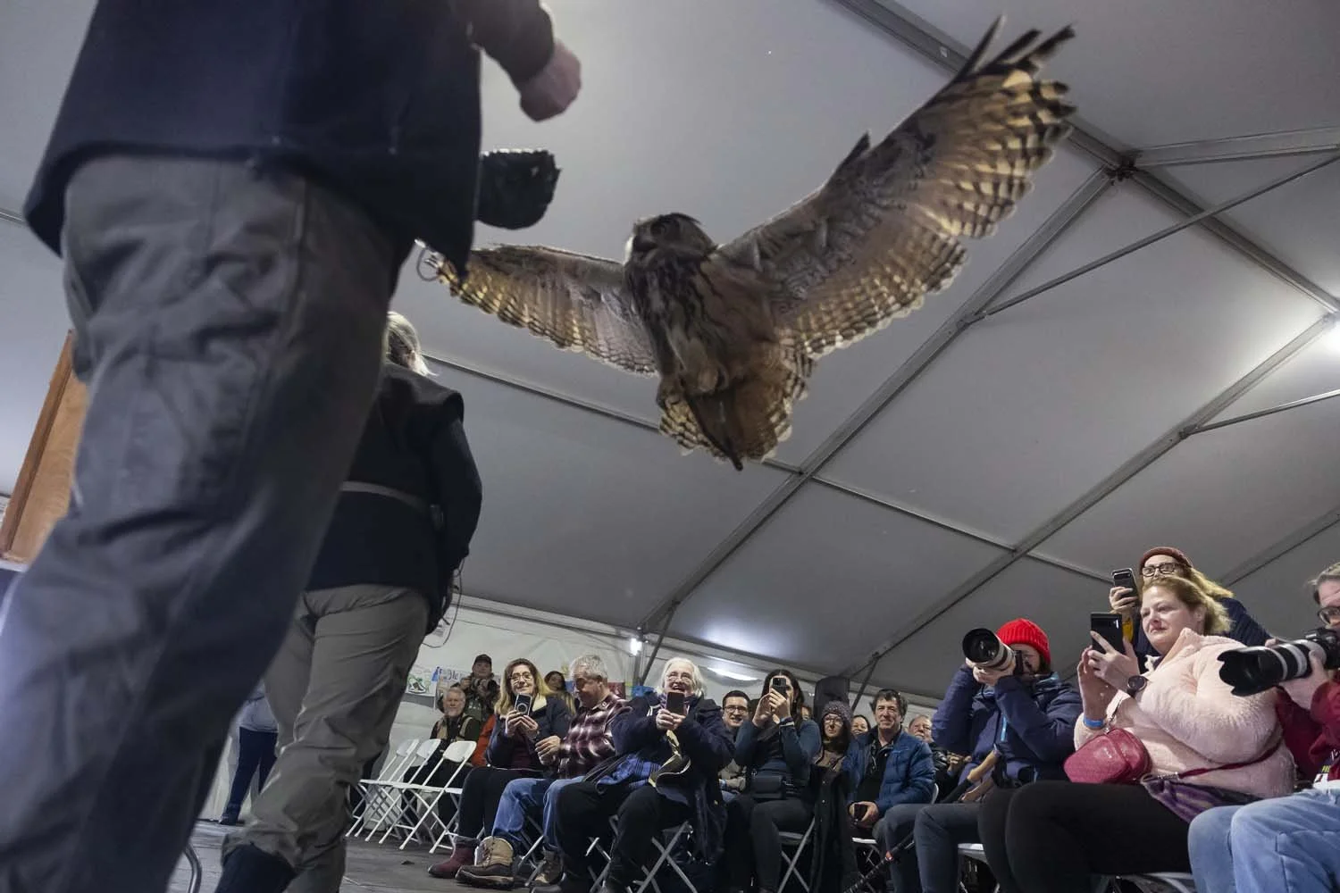 Eaglefest_Westchester_photographer_1184.JPG