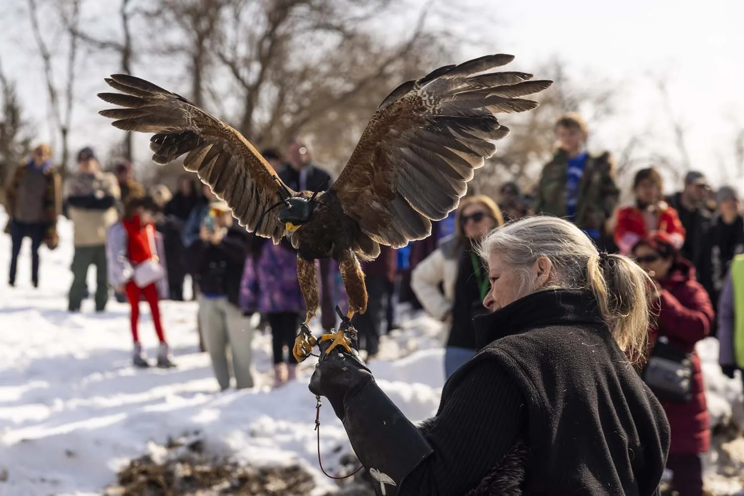 Eaglefest_Westchester_photographer_1185.JPG