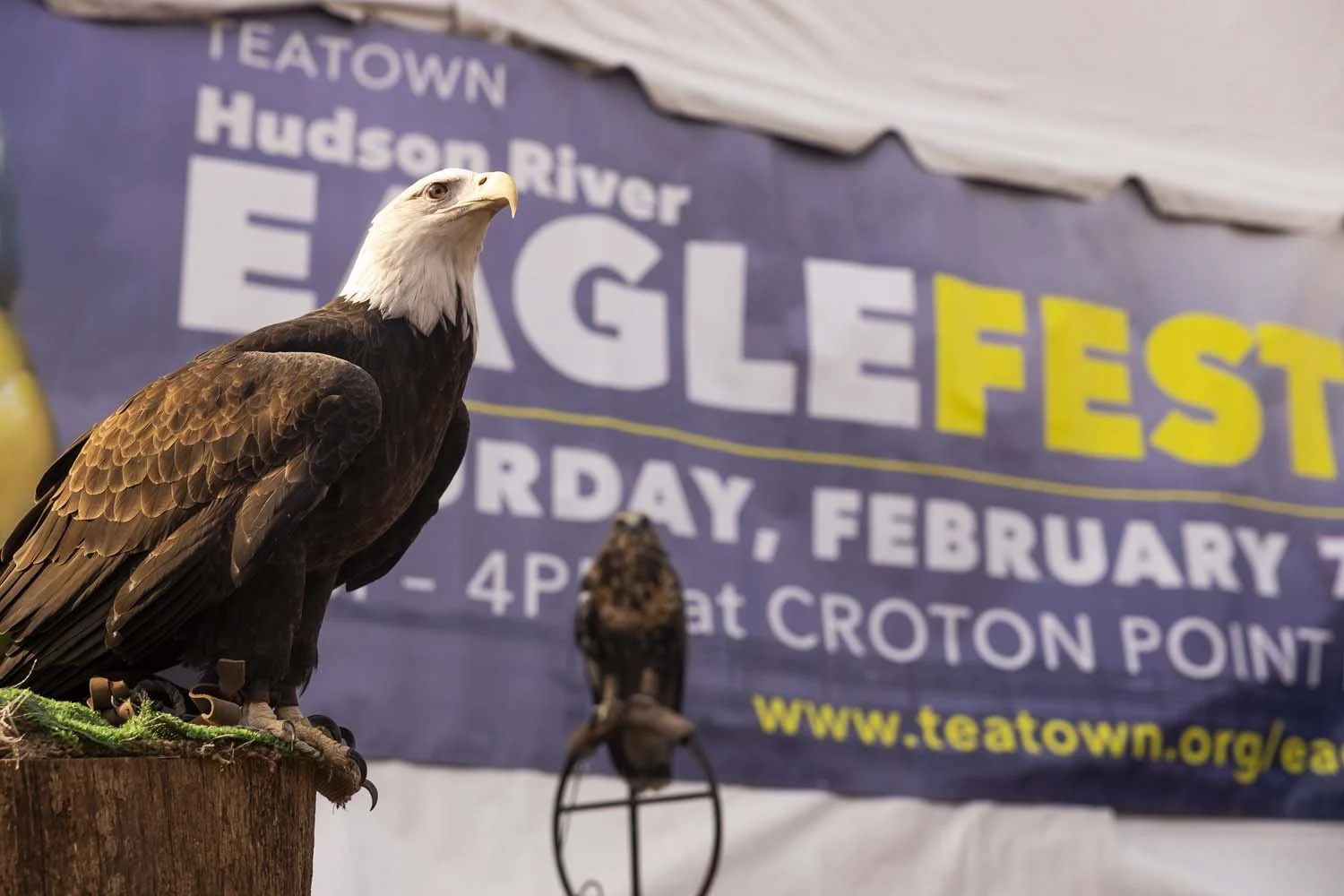 Eaglefest_Westchester_photographer_1187.JPG