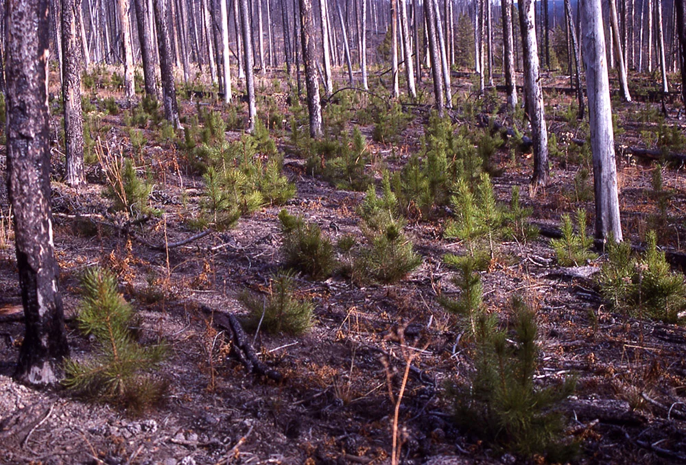 Seedlings Fire page.jpg
