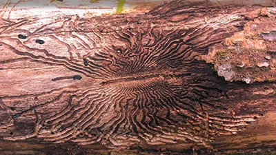 wood holes pine beetles.jpg