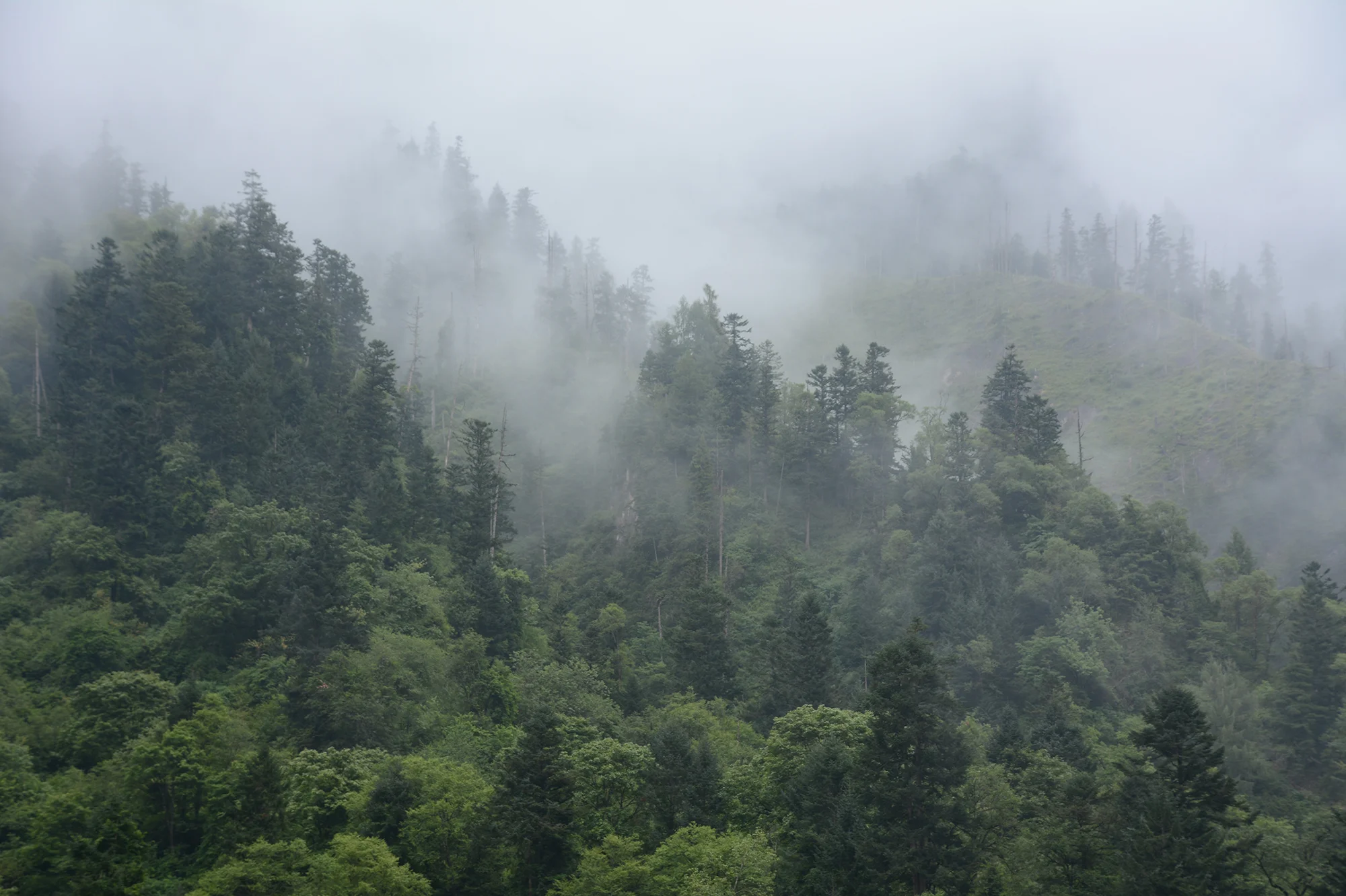 Forest fog.jpg