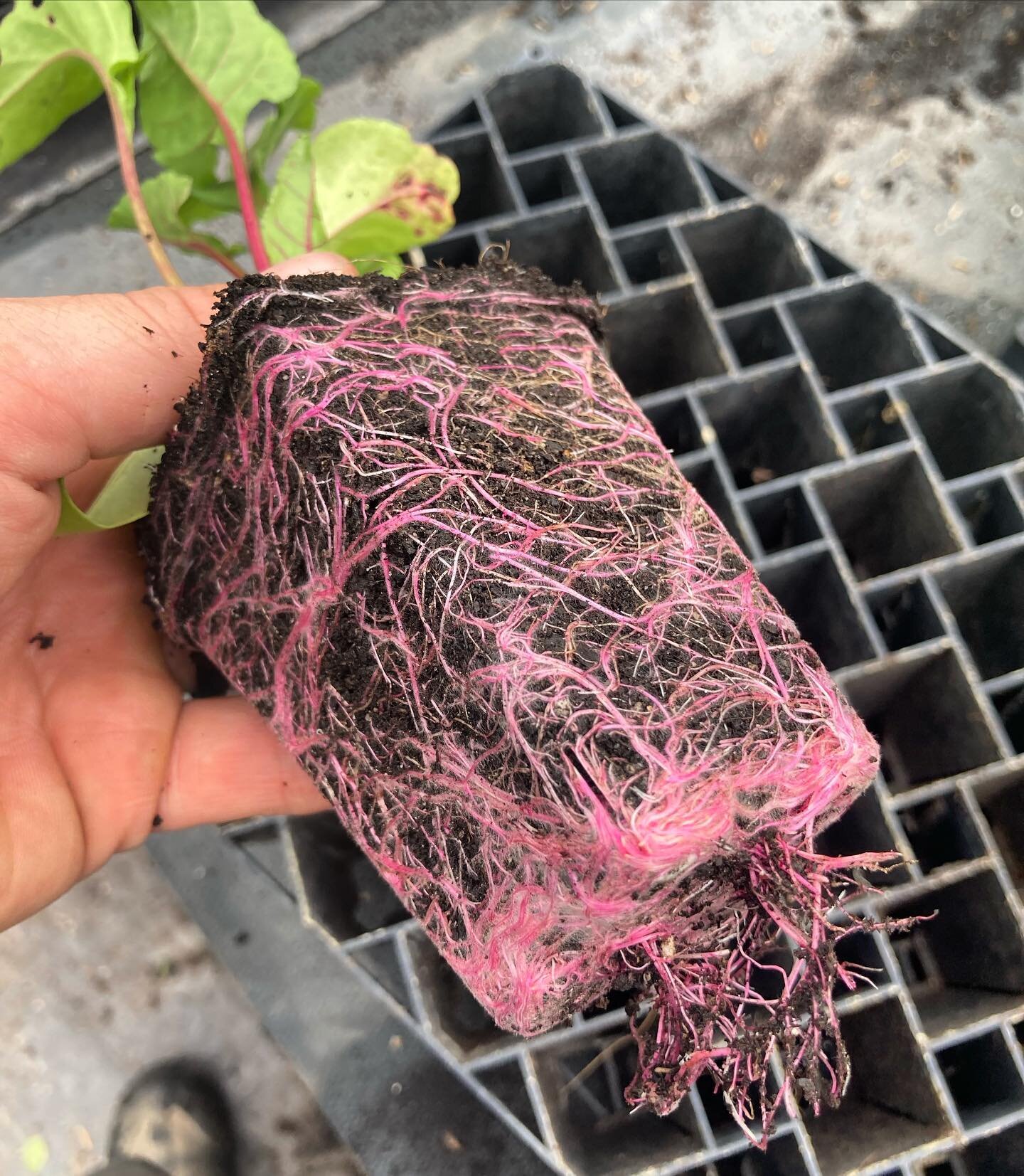 Lovely roots on these stout chard transplants. We have been doing trials on potting up into our Critical Mass Supersoil and while we don&rsquo;t recommend it for seed starting, if you are bumping up from 72&rsquo;s or even 128&rsquo;s you can expect 