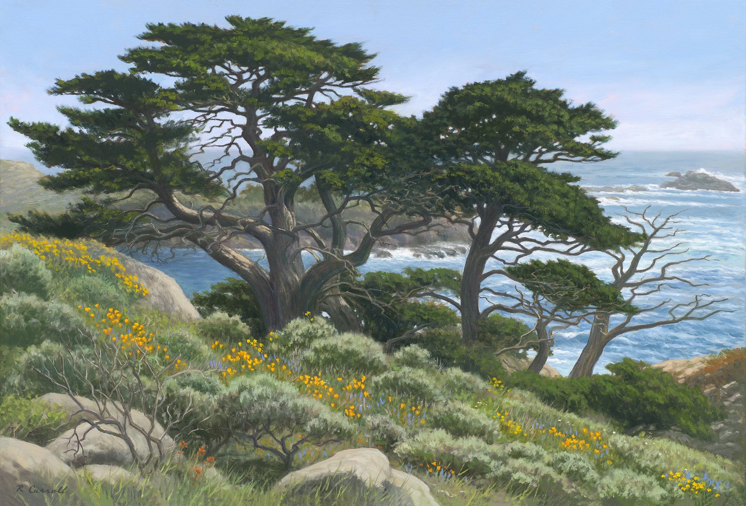 Monterey Cypress