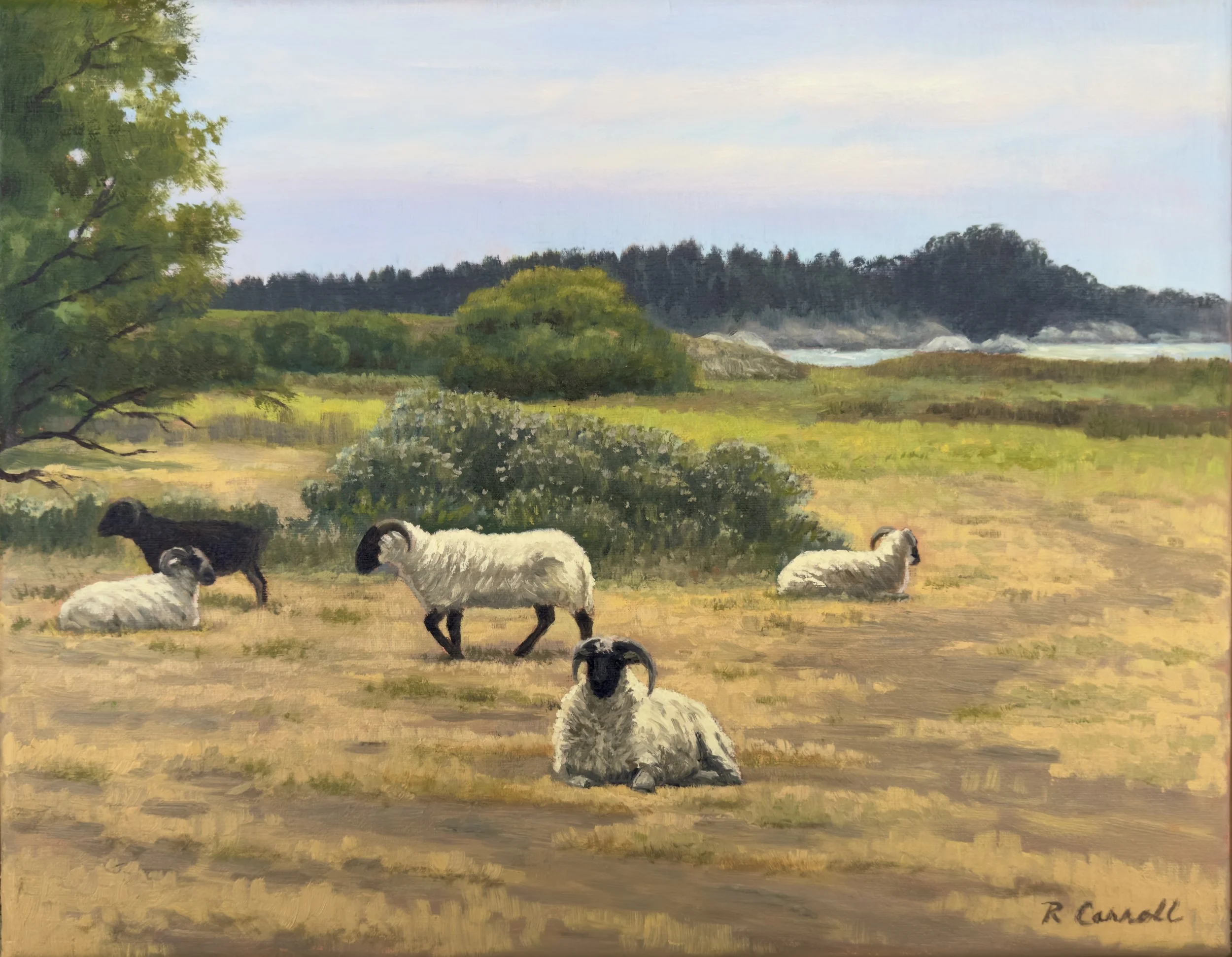 Coming Soon - Mission Ranch Sheep