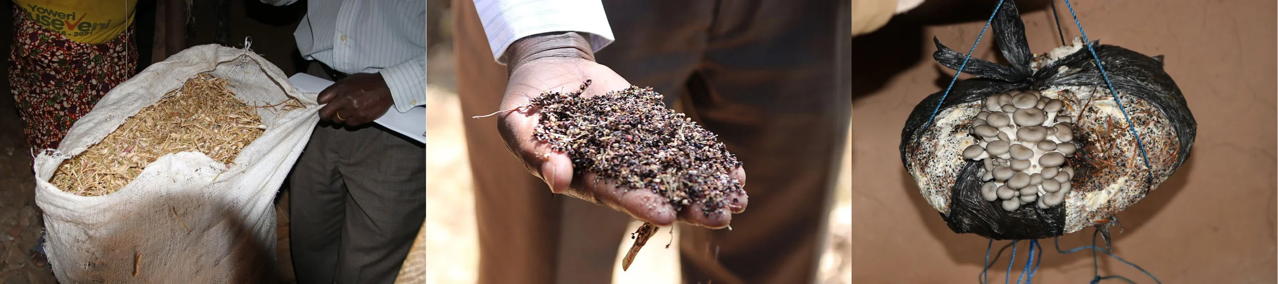 Bean straw and sorghum husks for growing medium; oyster mushroom growing bag