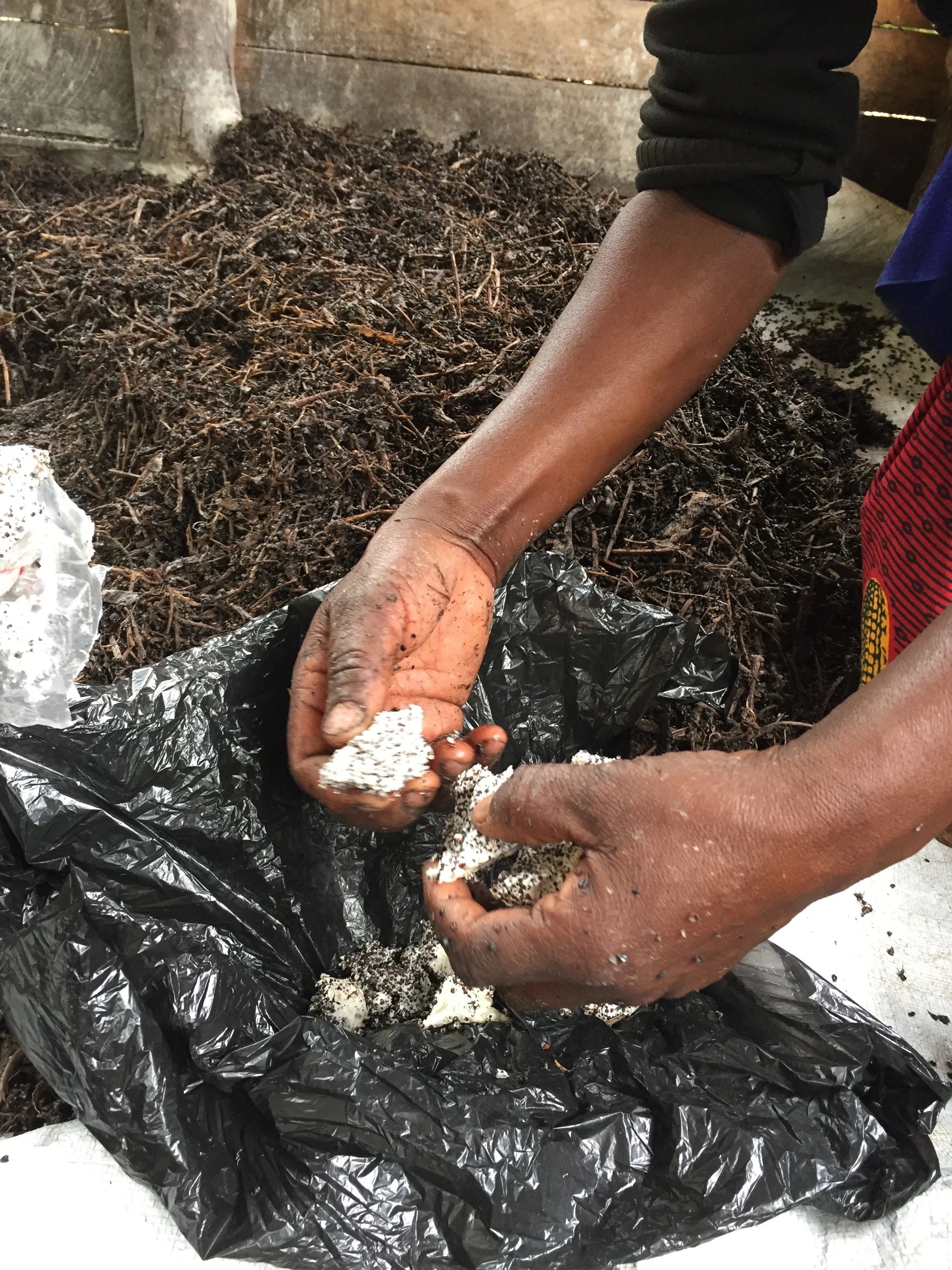 Filling the plastic bag "gardens" with substrate and mushroom spores (the white stuff)