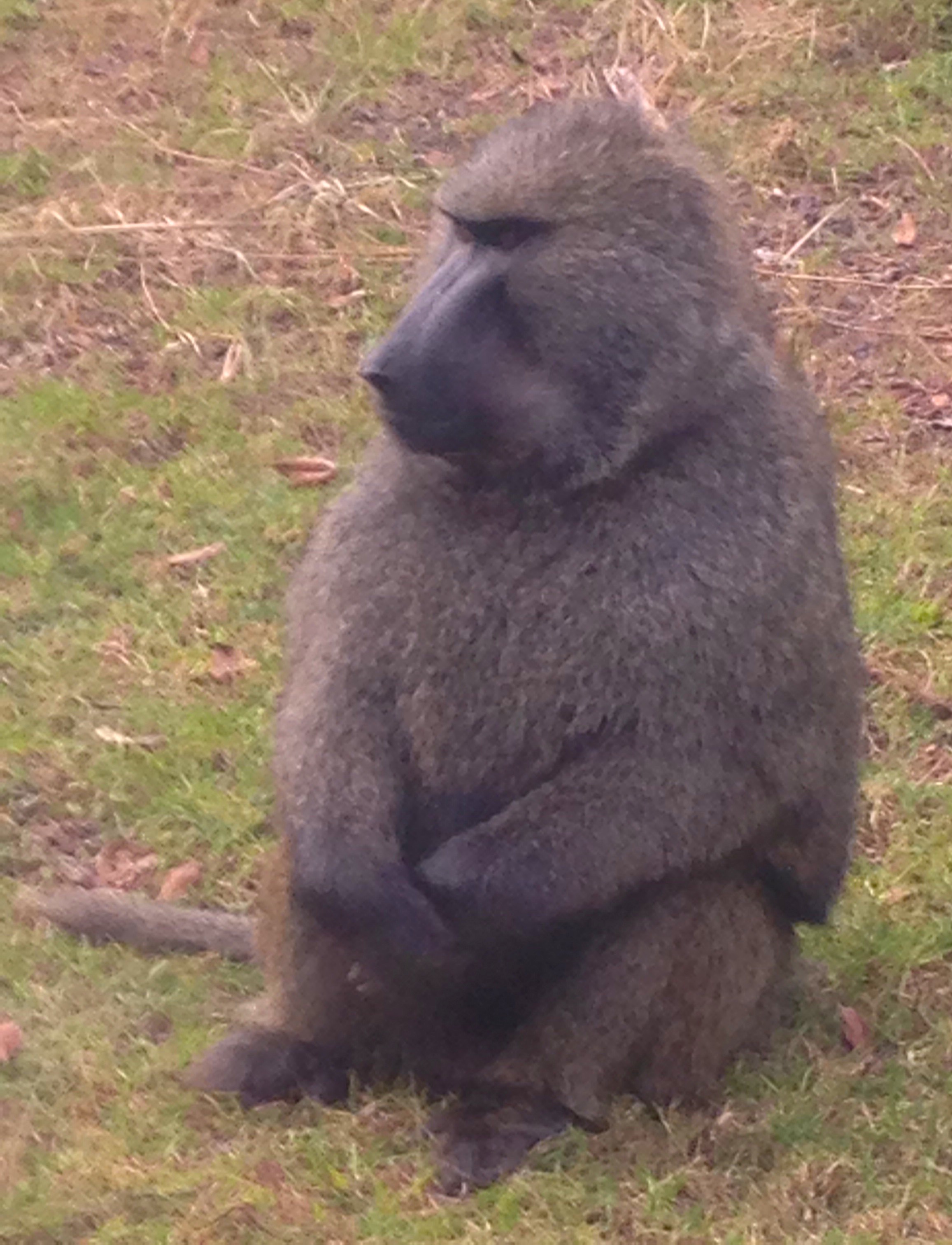 Male dominant baboon that kept stealing bananas from "the girls"