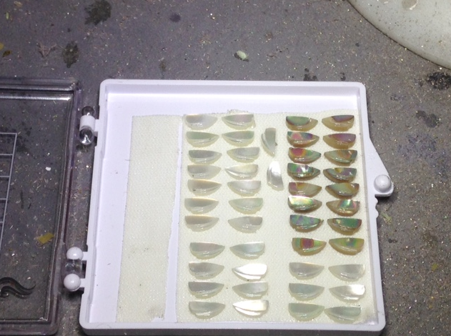 Now that is a lot of bee wings , all snug in their storage case waiting for the Bee castings to be ready the darker ones on the right side are abalone shell. 